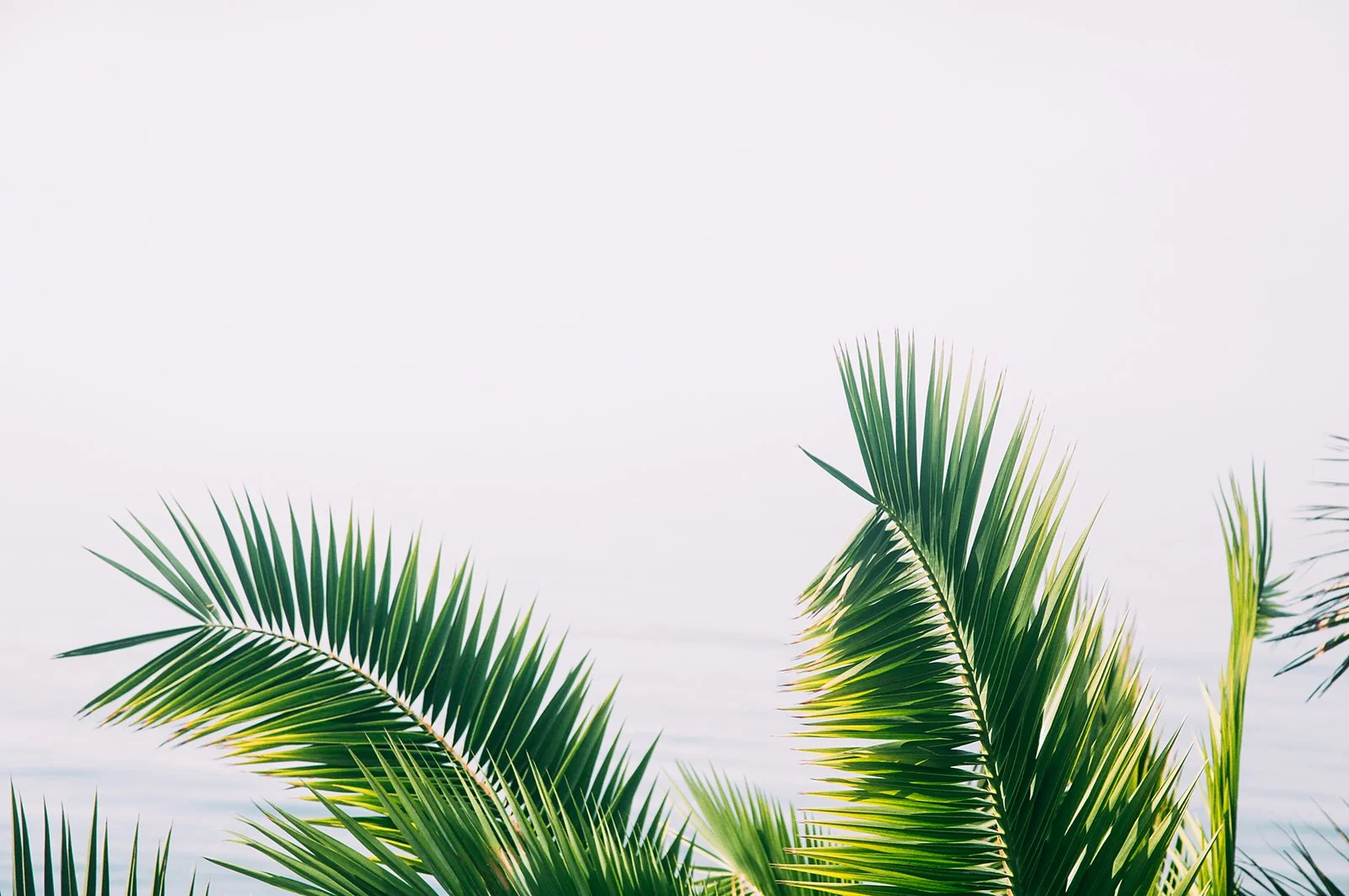 Green palm leaves against a pale sky and water background.