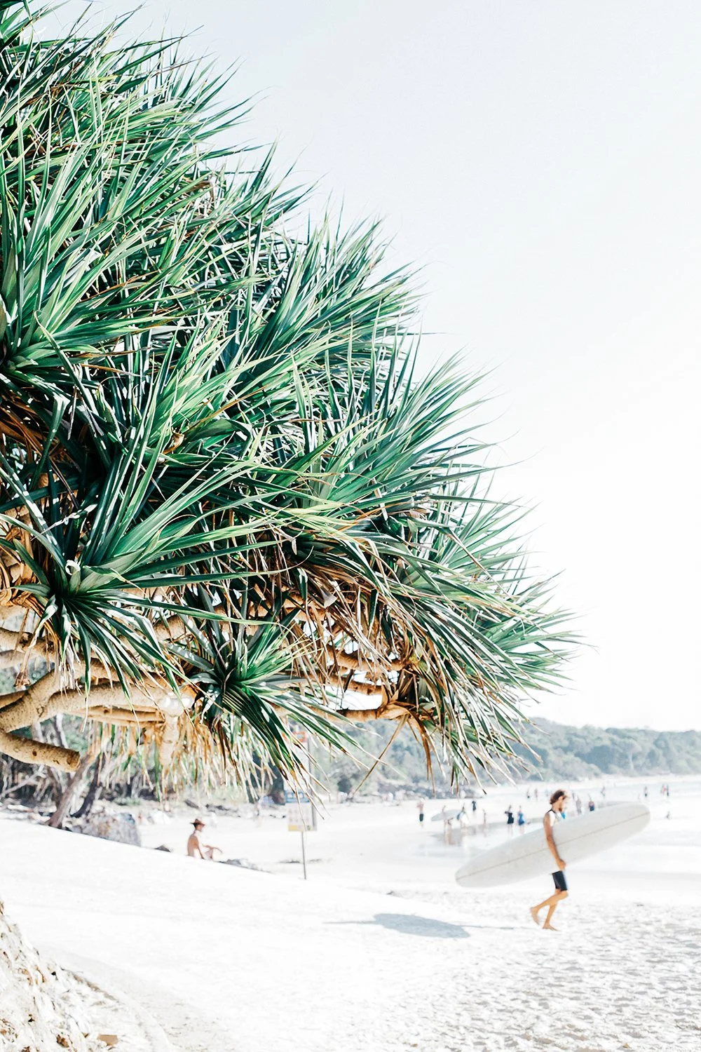 A large green spiky plant on a sandy beach with people, including a surfer carrying a surfboard, in the background.