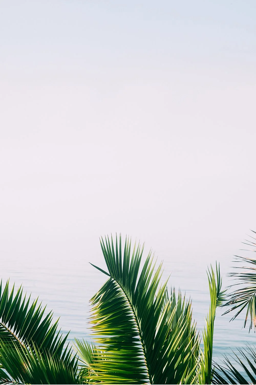 Tropical palm leaves in front of a calm ocean with a light sky