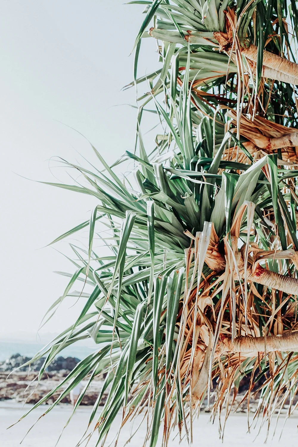 A close-up of a palm tree showing green and brown fronds against a pale sky background.