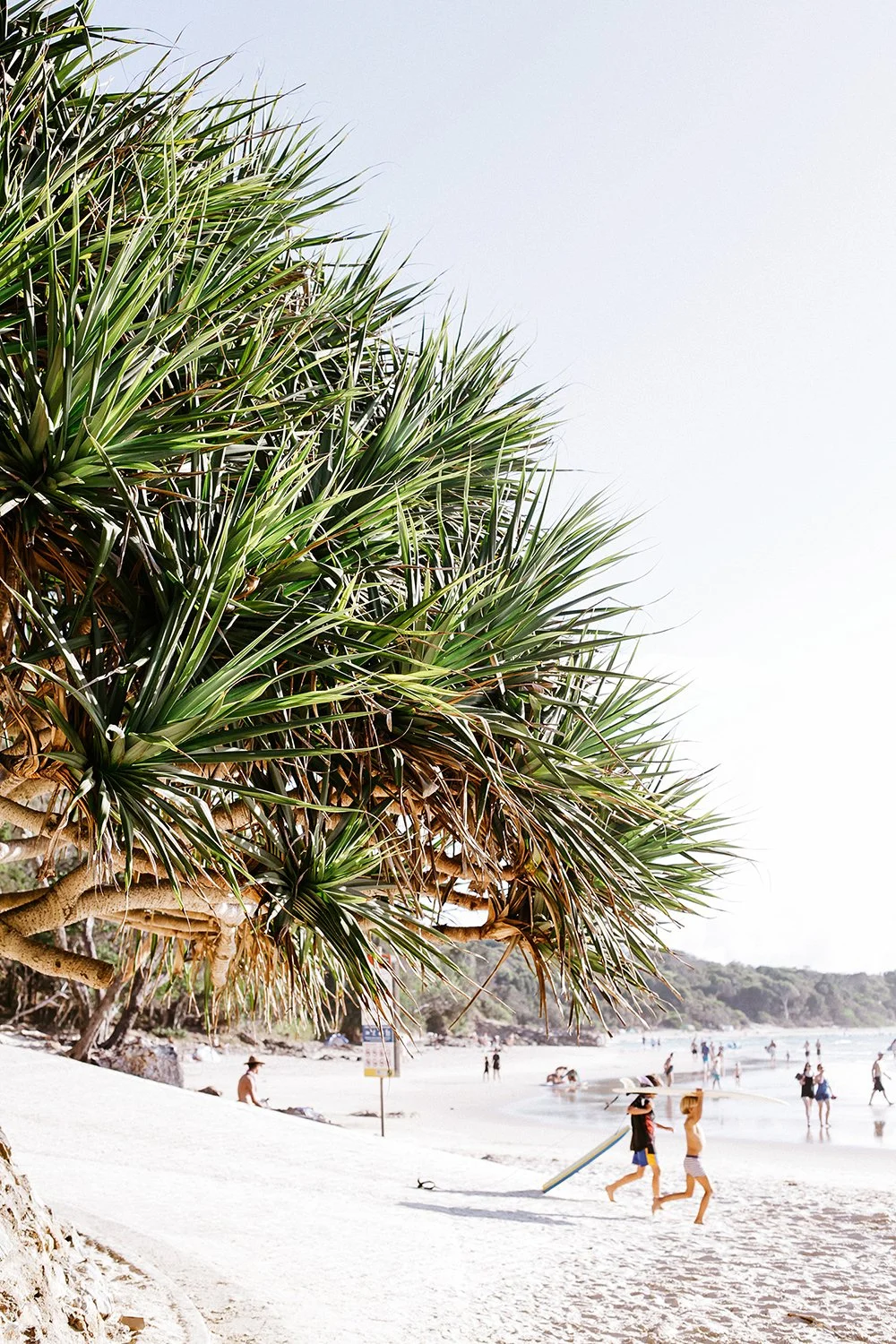 A beach scene with large spiky green plants in the foreground, and people enjoying the sandy beach, some carrying surfboards and walking along the shoreline, with a distant tree-lined coast under a mostly clear sky.