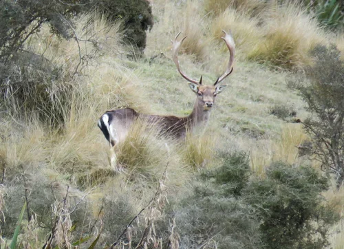 Wild red stag in tussock grassland, Southern Alps New Zealand - Southbound Safaris guided hunting