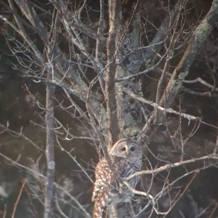 Winters magic thus far ✨️❄️