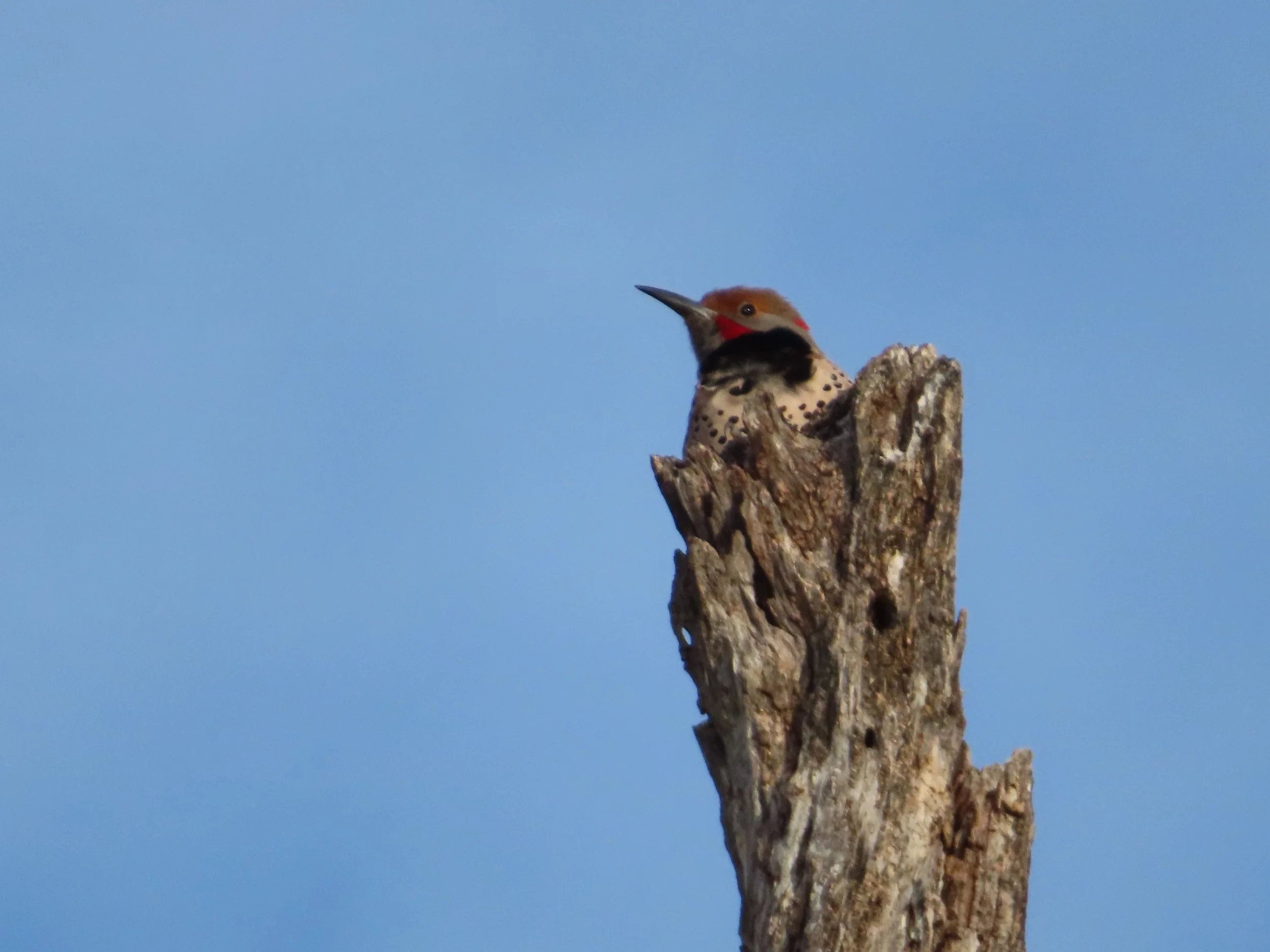 Northern Flicker