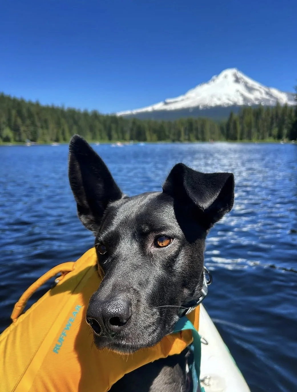 Rio sitting on a paddle board on a lake with a snow-capped mountain and a forest in the background.