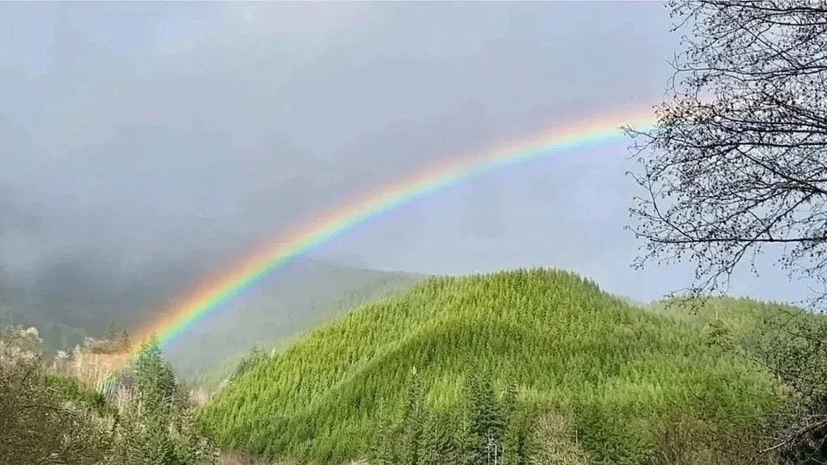 Rainbow over green hills and trees
