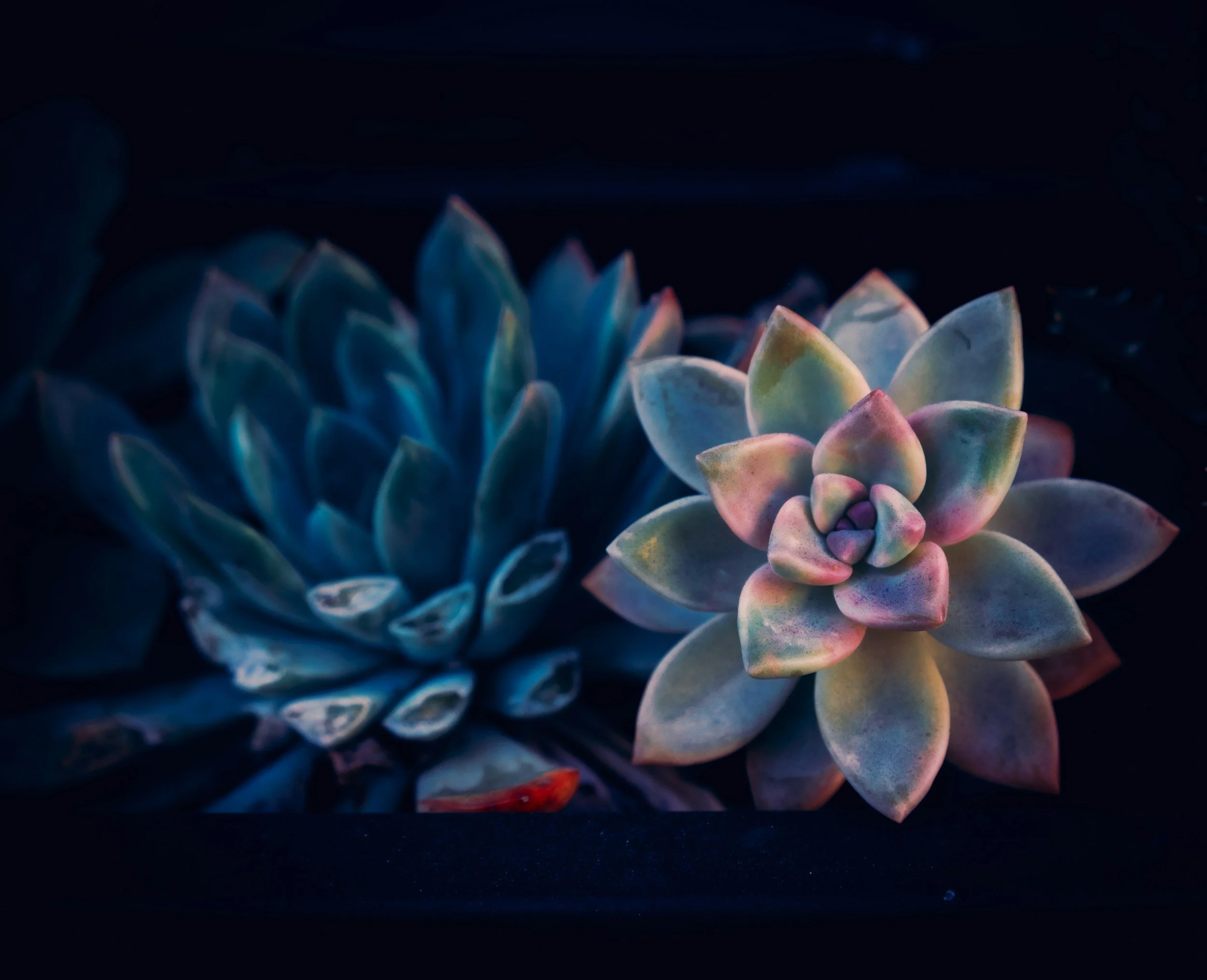 Photo of two succulents, one is large and dark colored, the other is small and light colored.
