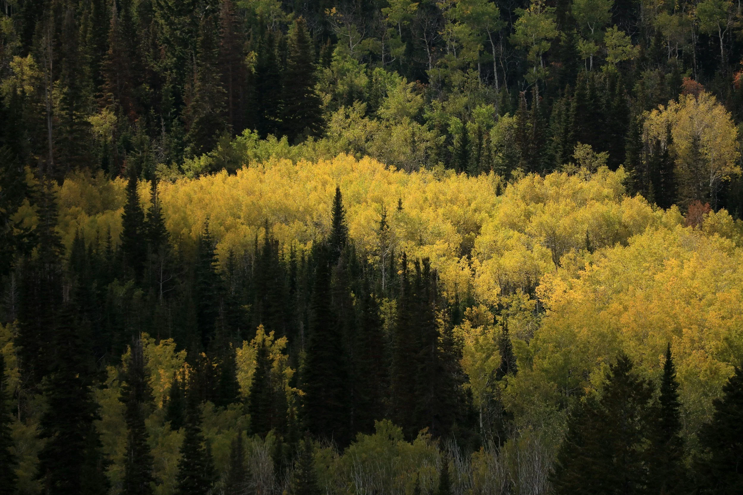 Photo of an aspen grove surrounded by pine trees on a mountainside.