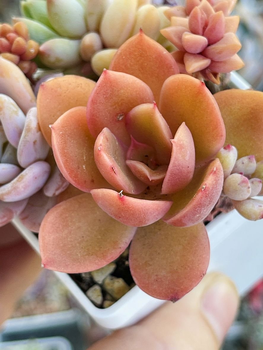 Close-up of a succulent plant with pinkish-orange leaves in a white pot.