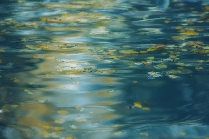 Yellow leaves floating on slow moving aqua colored water.