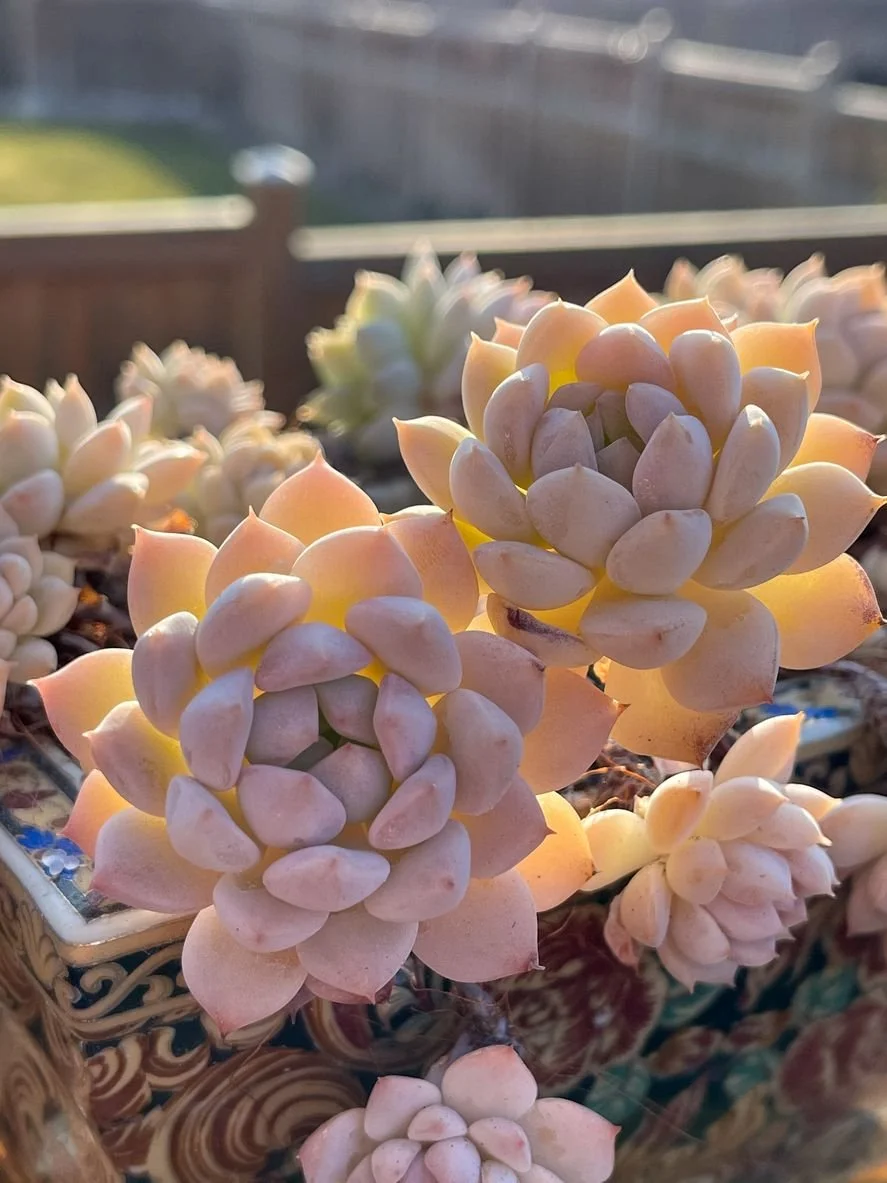 2 tan-pink succulents next to each other with smaller flowers around them. This arrangement of succulents symbolify relationships and attachment.