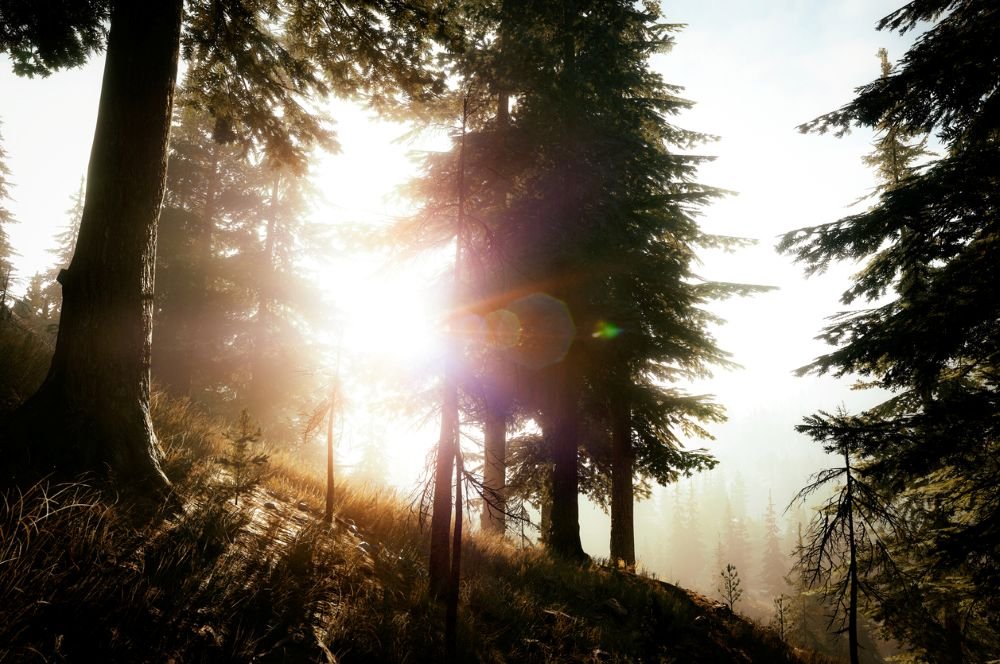 Brigh sunlight breaking through pine trees on a hill in a forest.