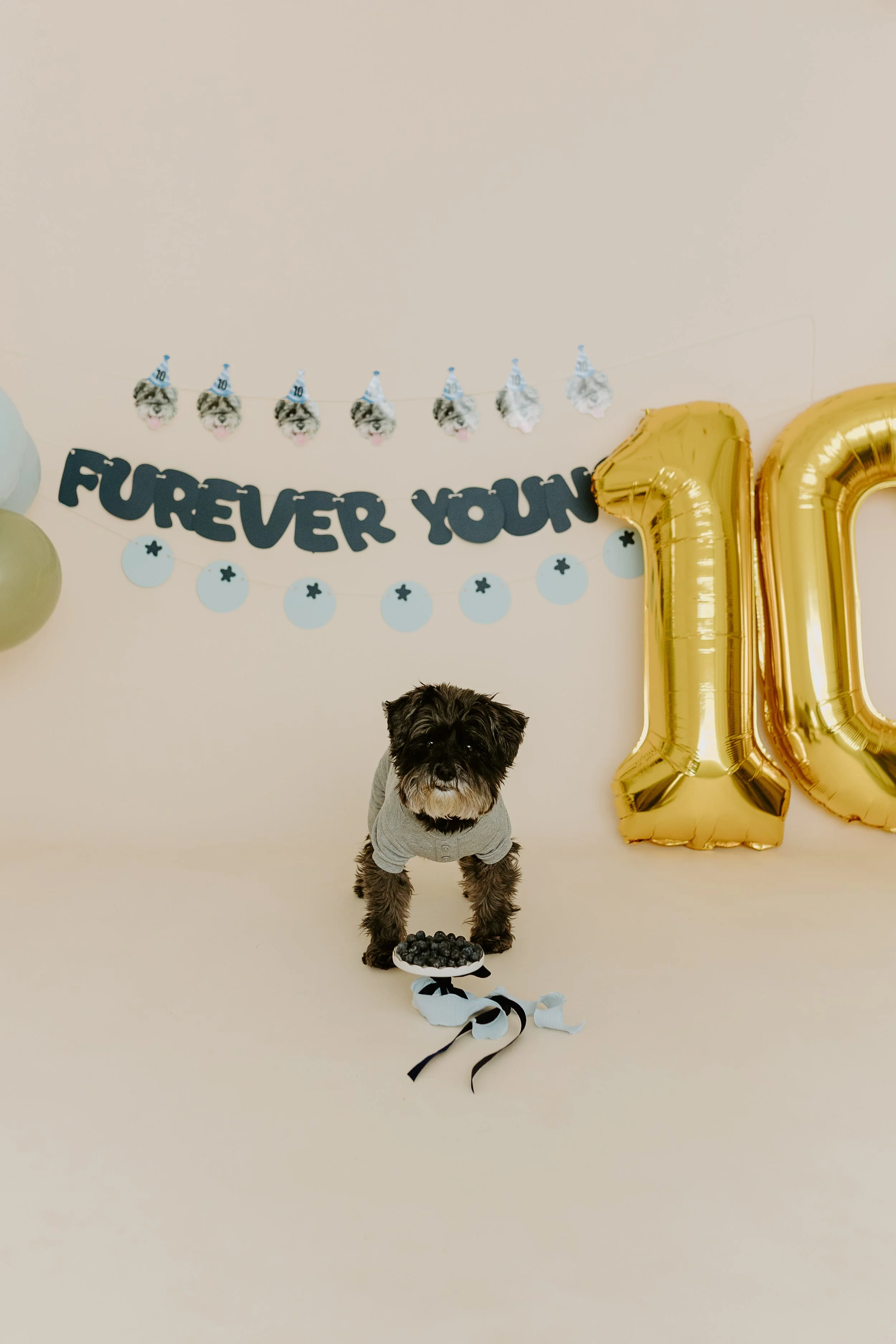 A little black dog celebrating his 10th birthday with a blueberry cake