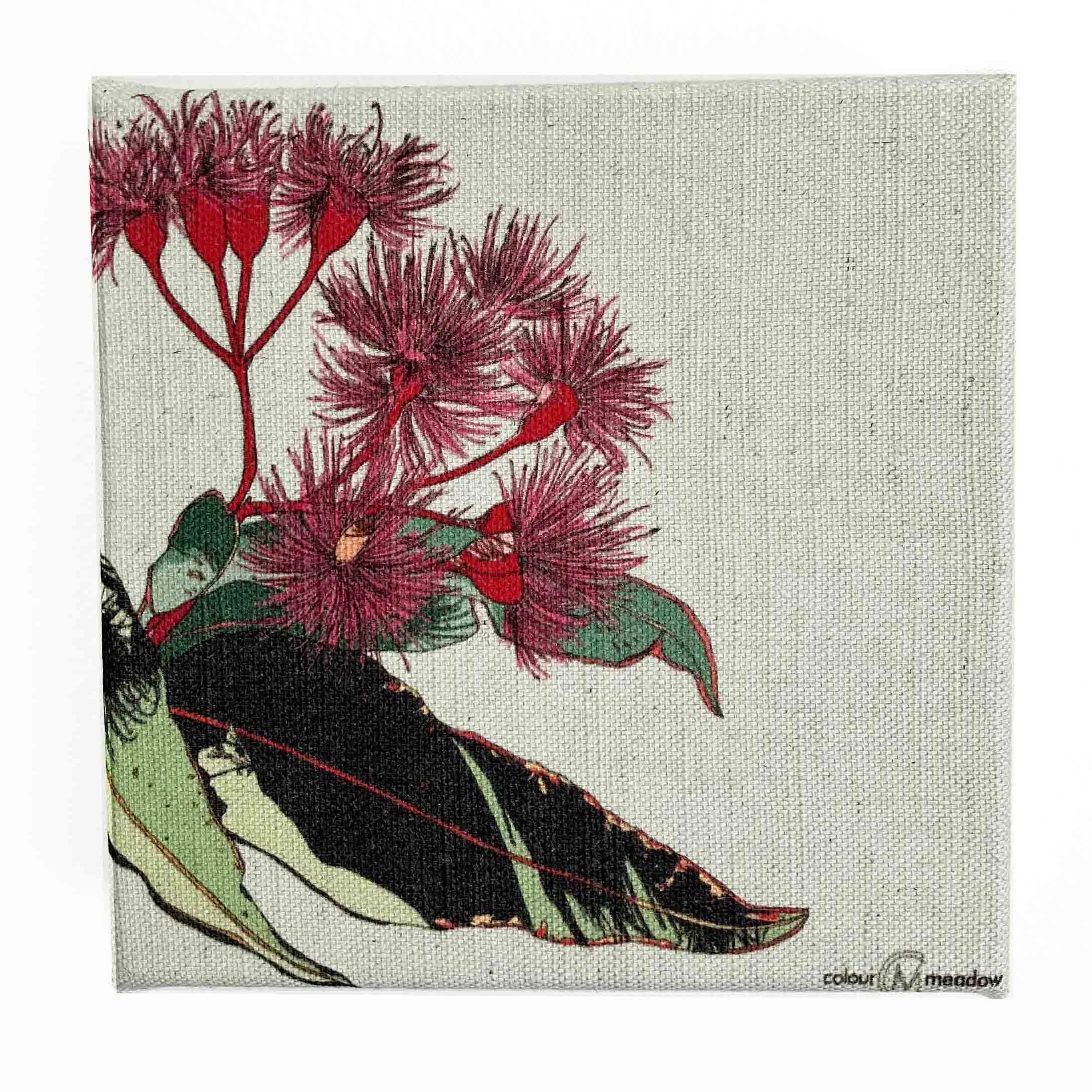 colourmeadow gum flowers mini canvas front.jpg