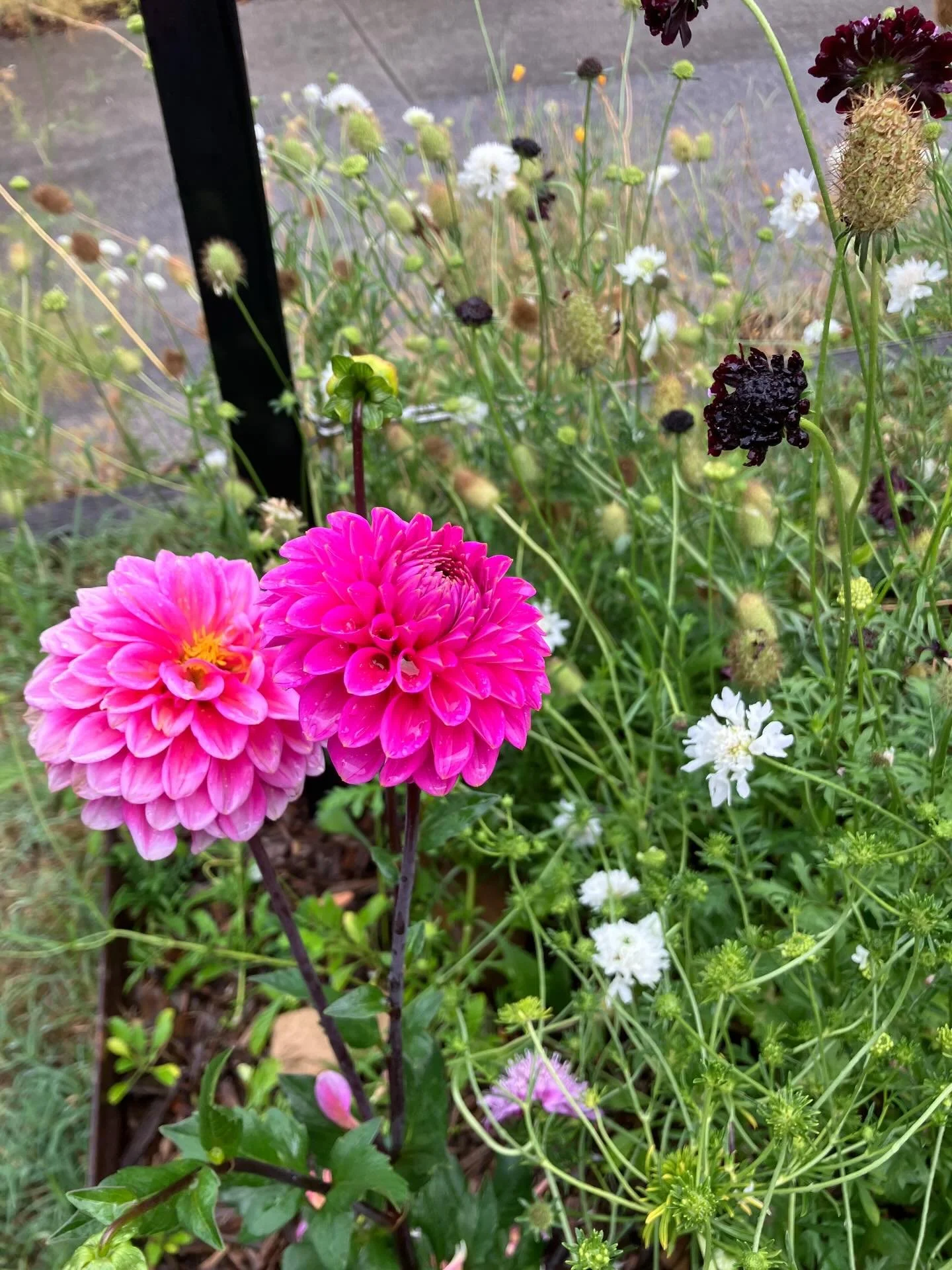 Dahlia Love 🥰 Still enjoying Summer blooms 💐 #colourmeadow #jillmcfarlaneart #dahlialove #summerblooms #morningtonpeninsulagardens