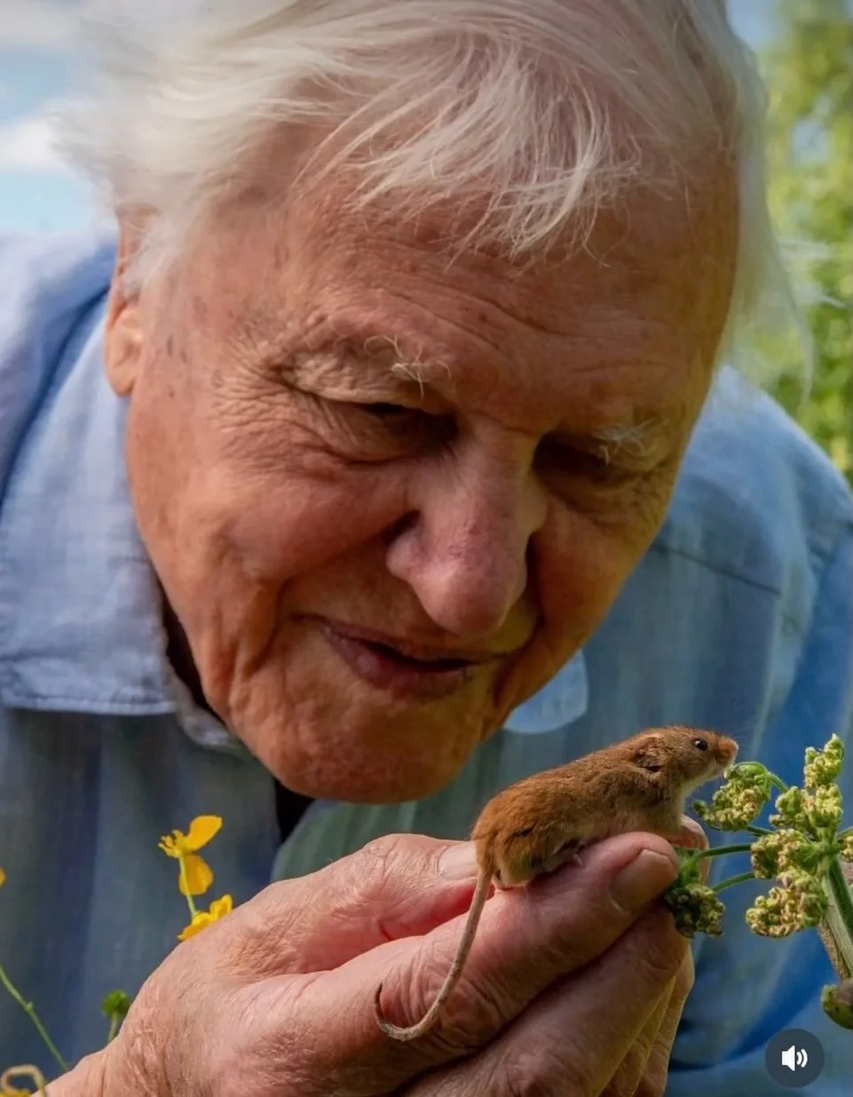 Happy 100th Birthday @sirdavidattenborough - A legend in so many ways ❤️ #colourmeadow #sirdavidattenborough #lovelife