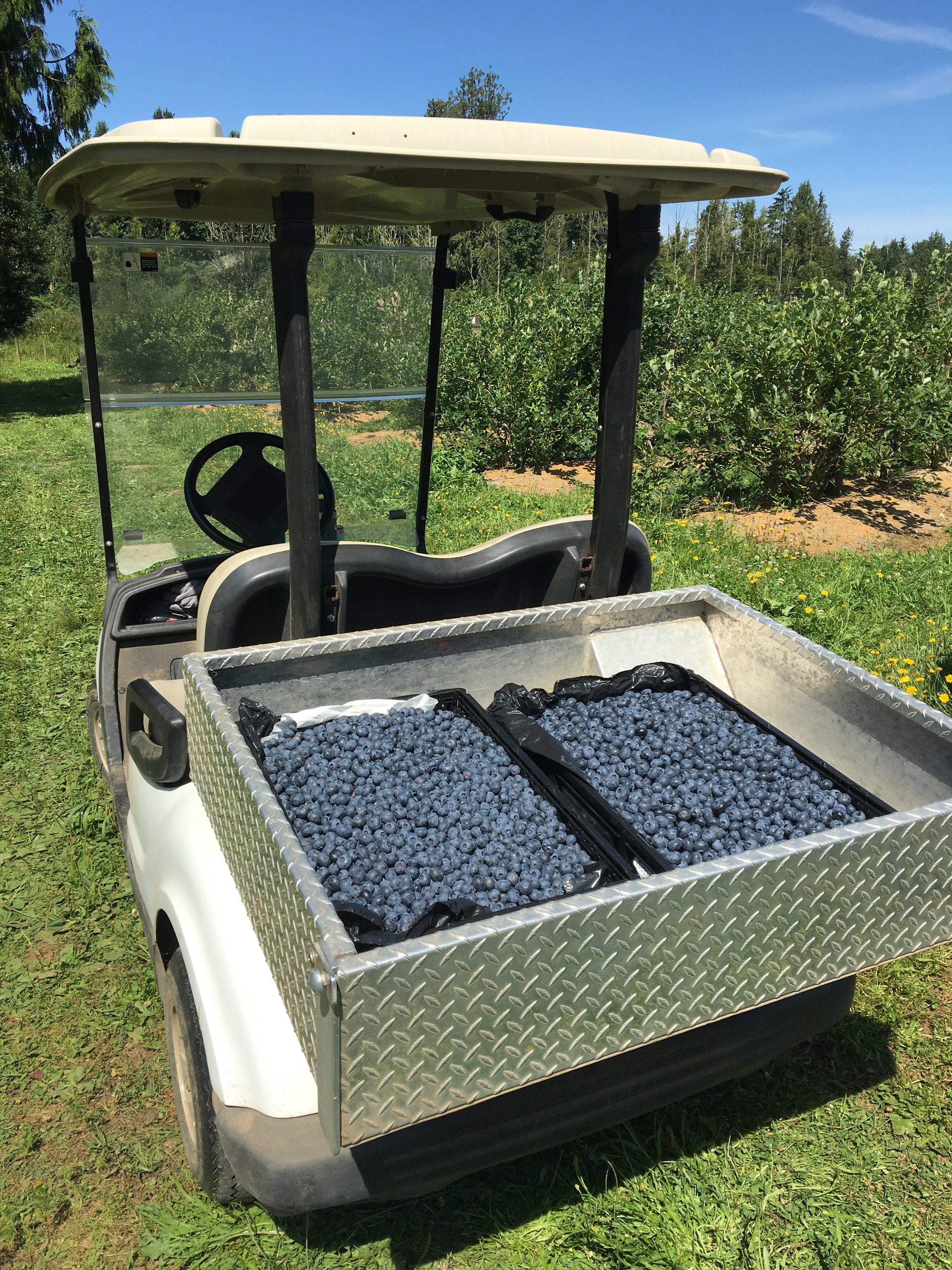 A golf cart with a bed filled with blueberries, parked on grass in a field with bushes and trees under a clear blue sky.
