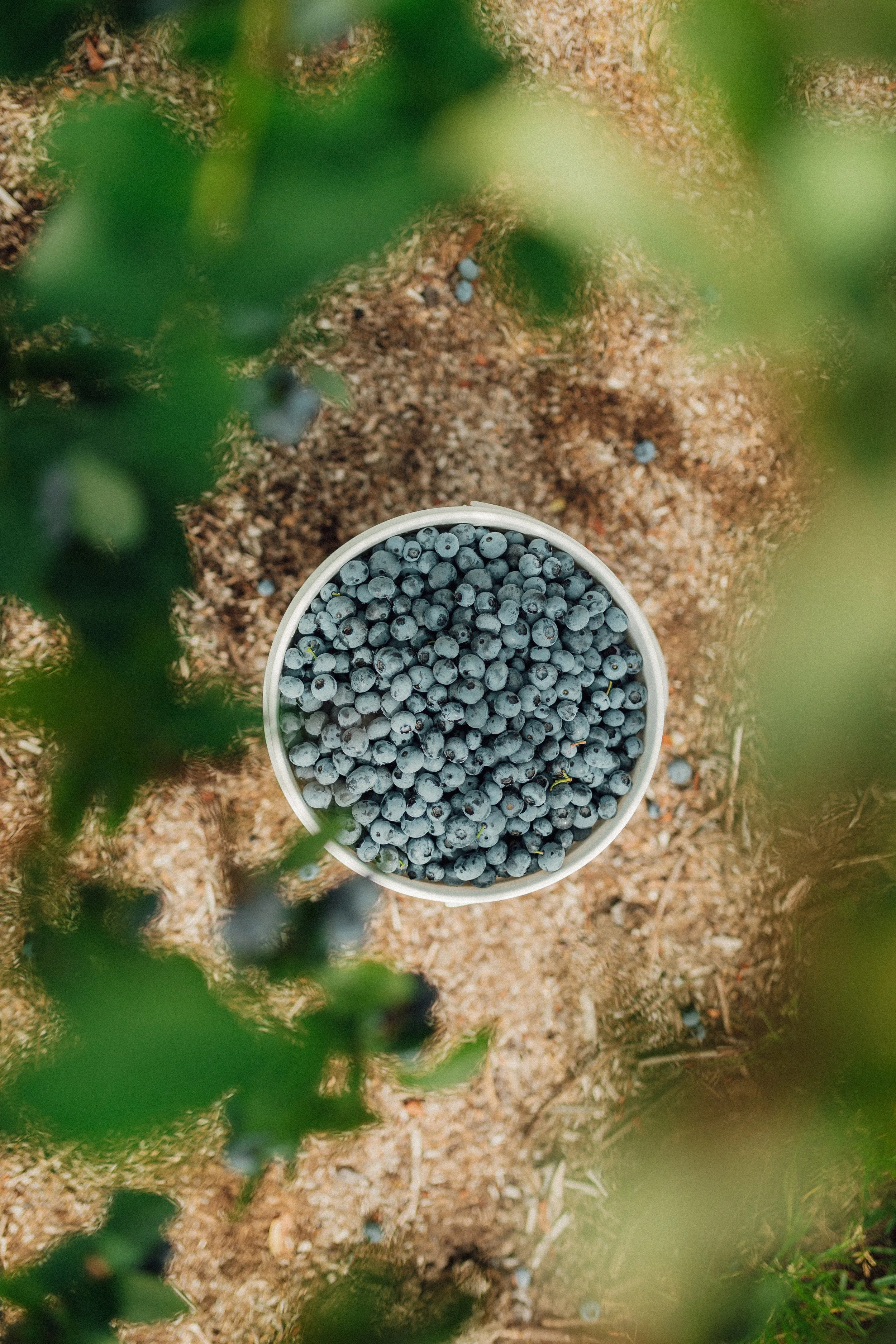 A white bucket filled with blueberries placed on the ground, partially obscured by green leaves in the foreground.
