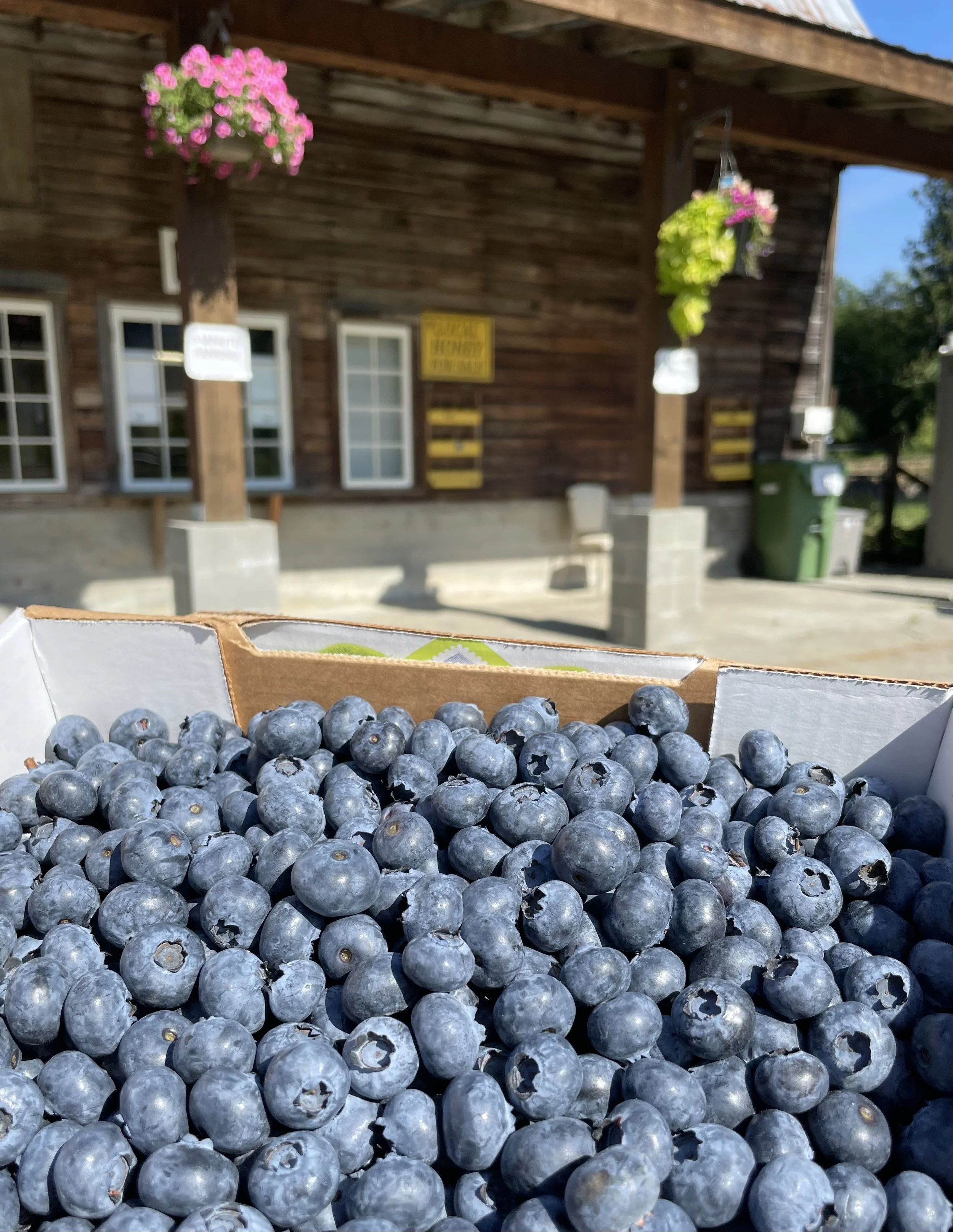 A close-up of a box of fresh blueberries on a porch with wooden house and hanging flower baskets in the background.