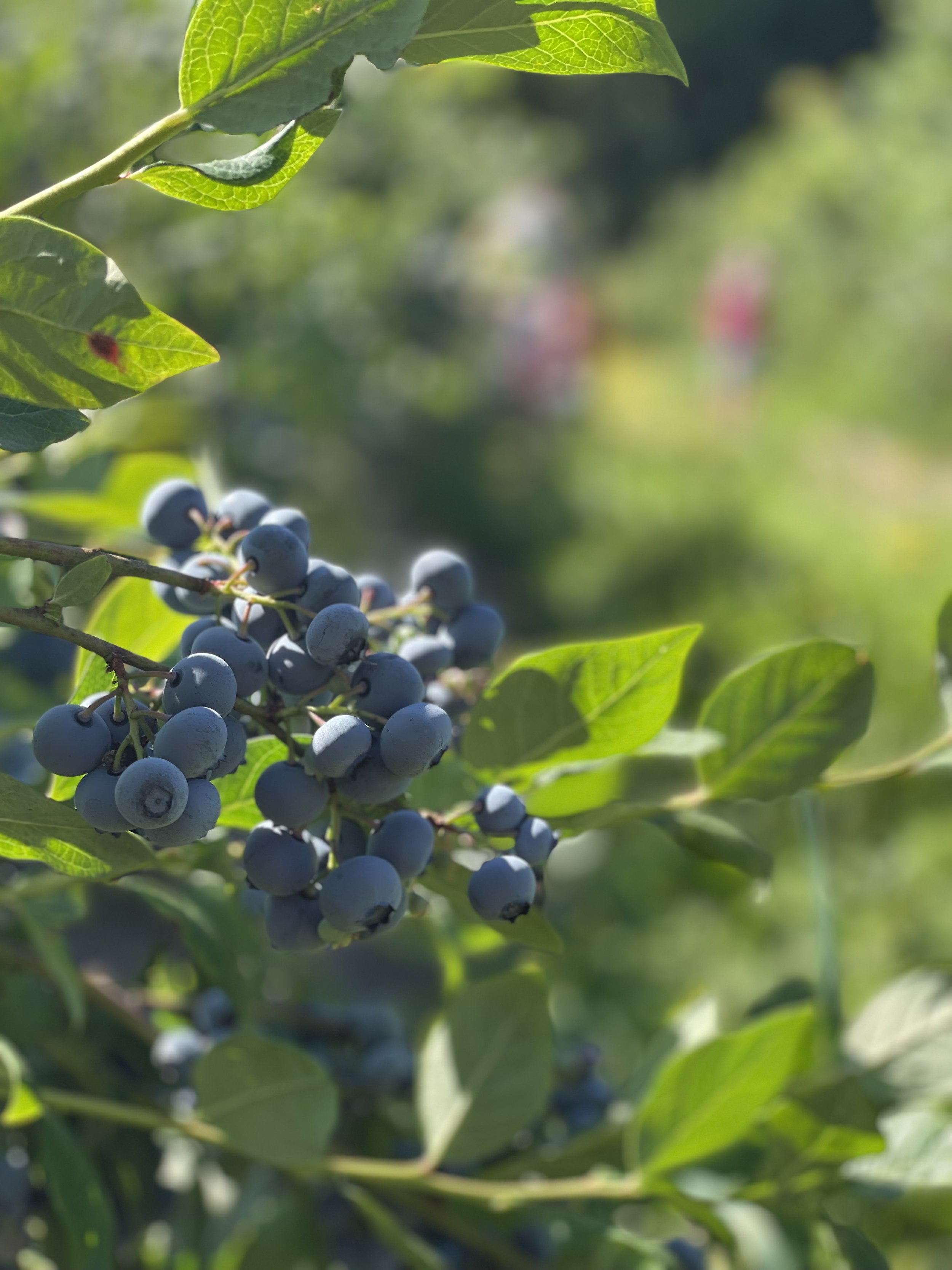 Close-up of a cluster of dark purple berries hanging from a plant with green leaves, with sunlight illuminating the scene.