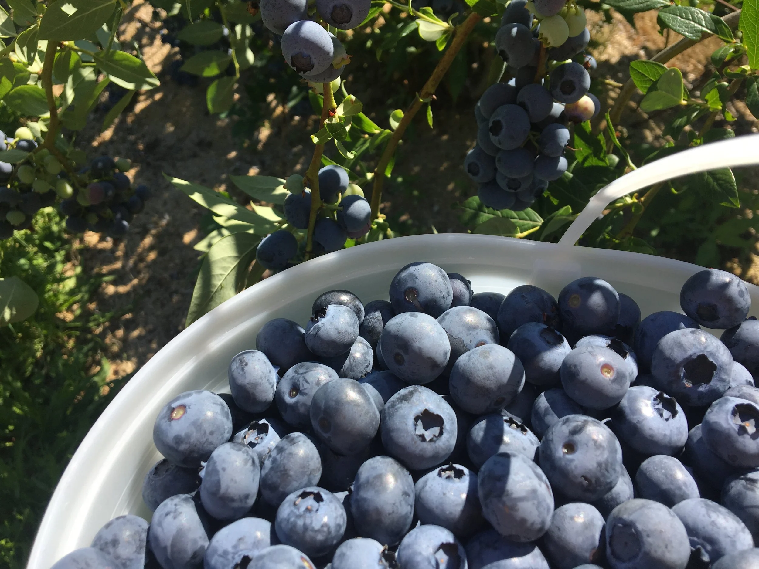 A white container filled with fresh, ripe blueberries outdoors, with blueberry bushes and leaves in the background.