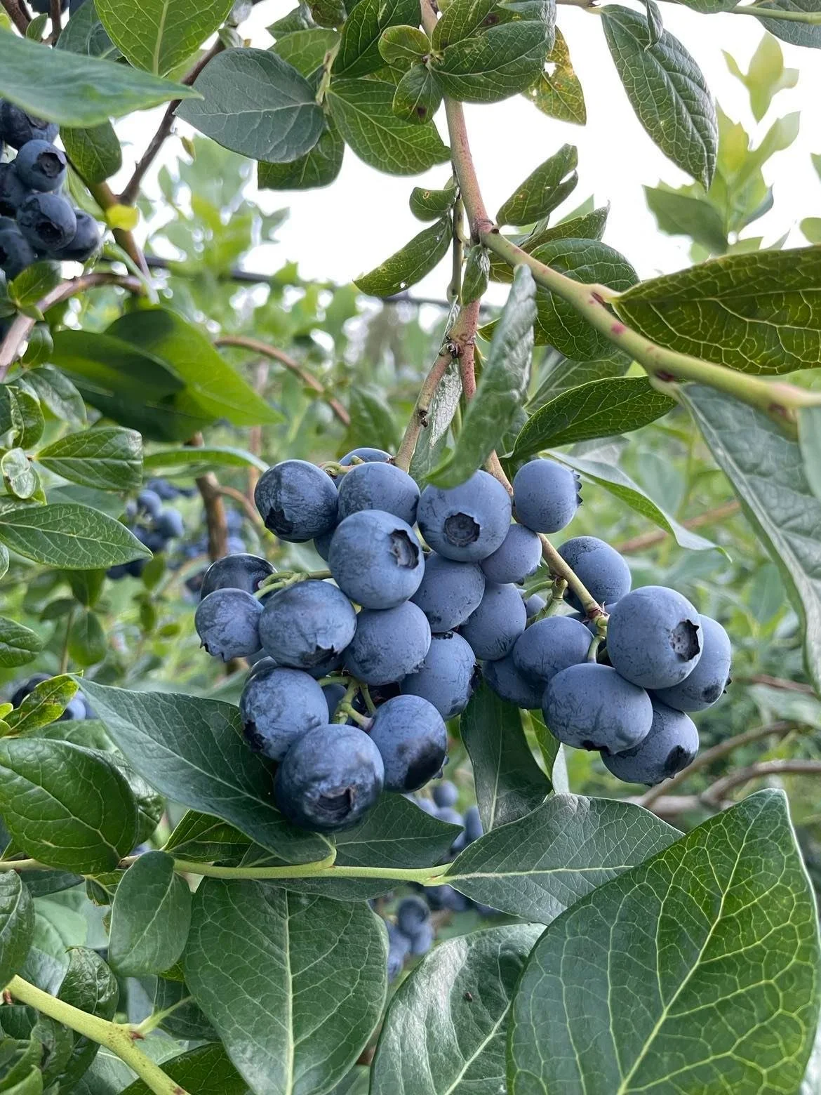 Close-up of a cluster of ripe blueberries hanging on a branch amidst green leaves.