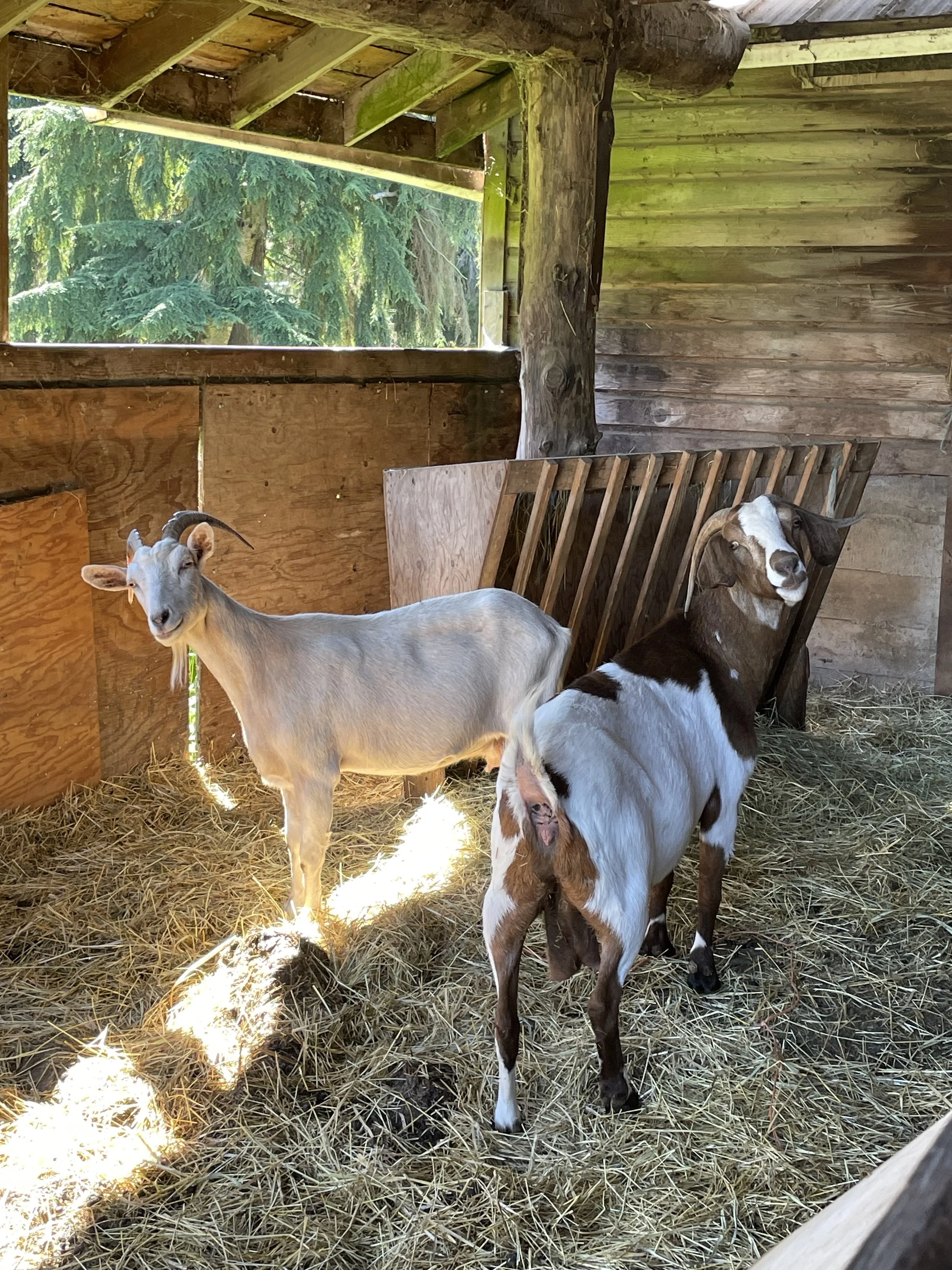Two goats inside a wooden barn with straw on the floor, with green trees visible through an open window.