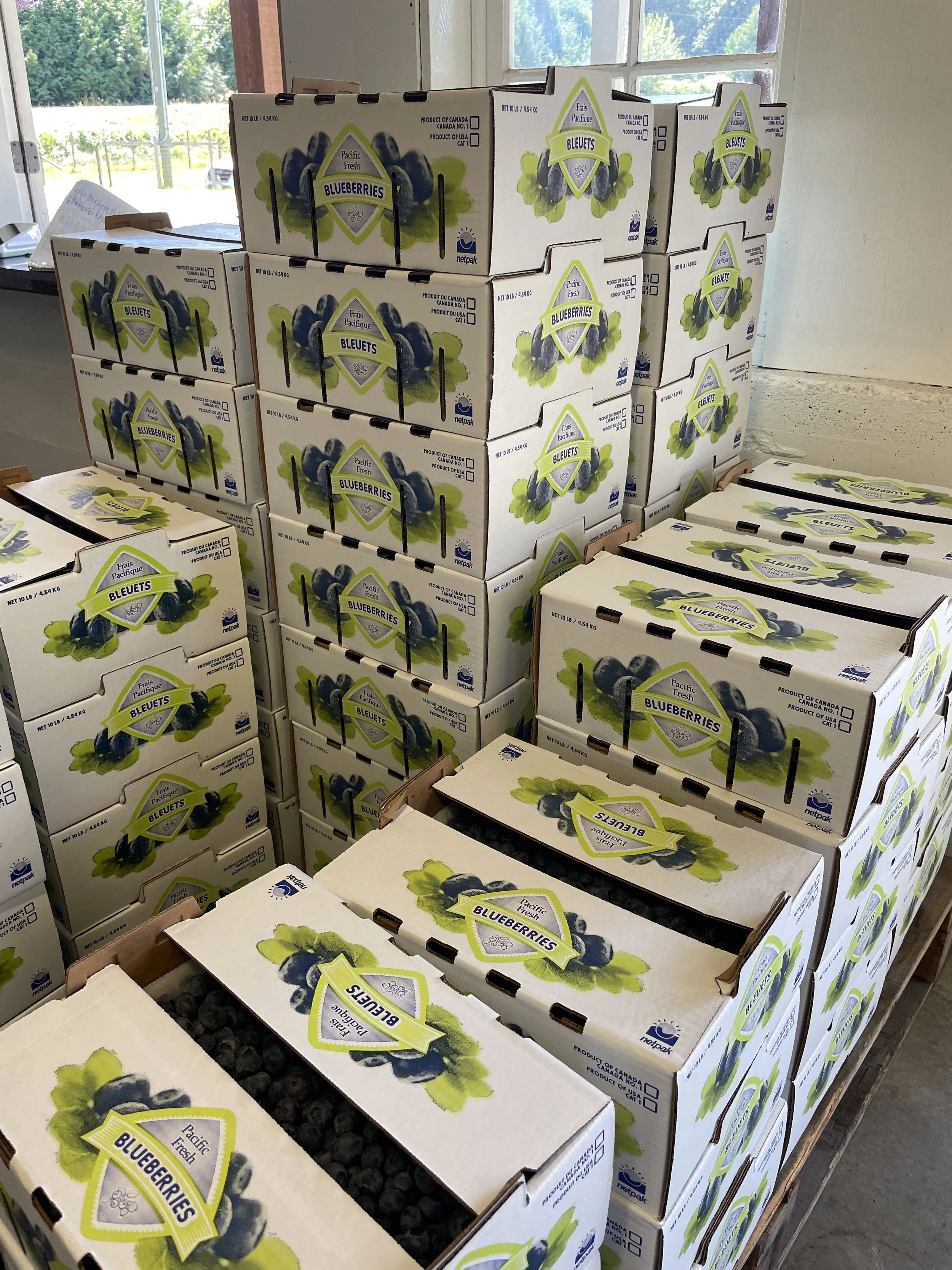 Multiple white boxes of blueberries stacked in a store, with a window and outdoor scenery in the background.