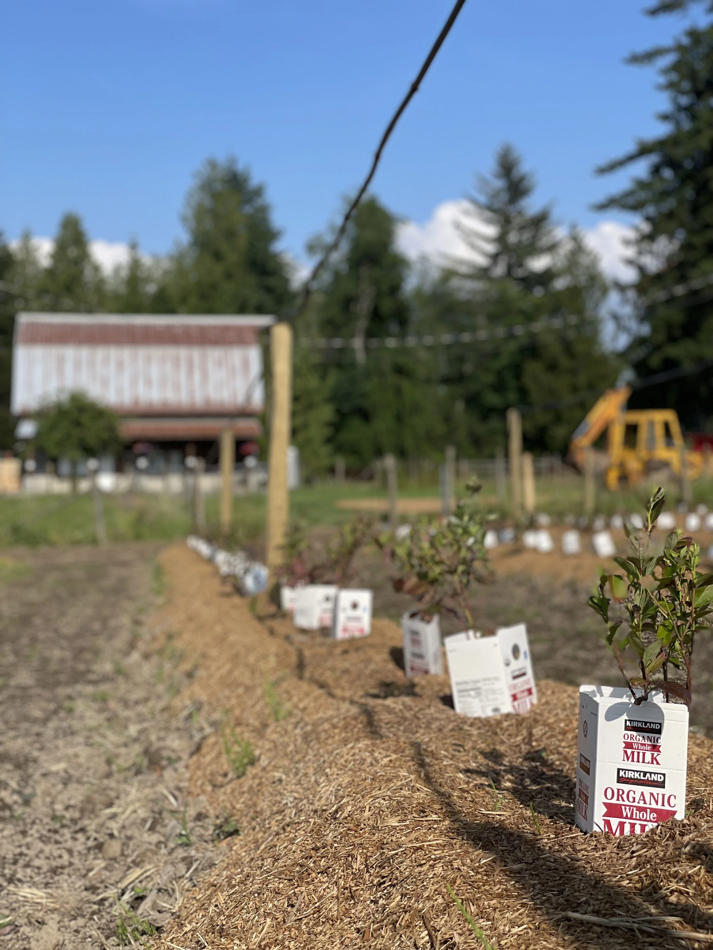 Rows of small bushes with tags in a garden, with a structure and trees in the background, under a blue sky.