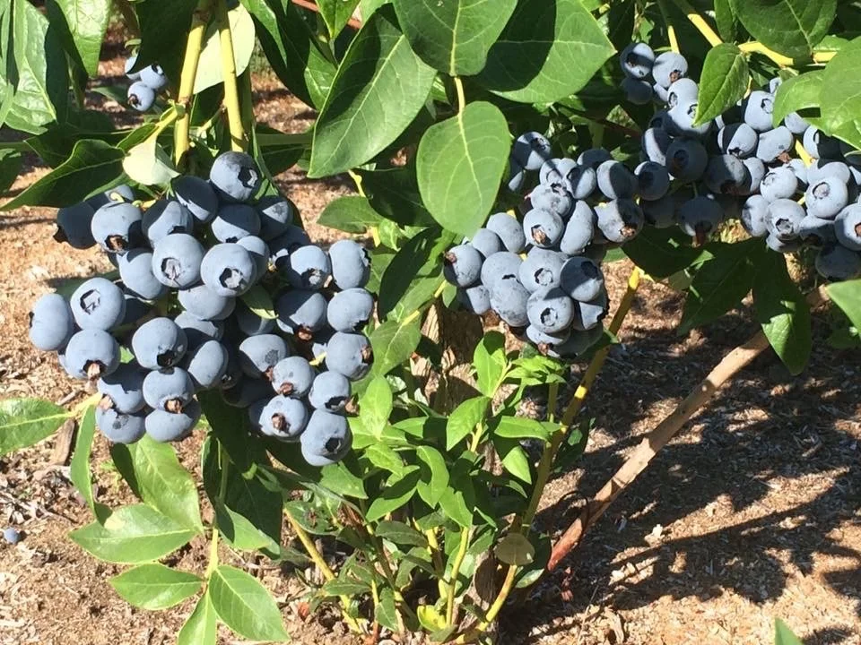 Blueberries growing on a bush with green leaves and the ground in the background.