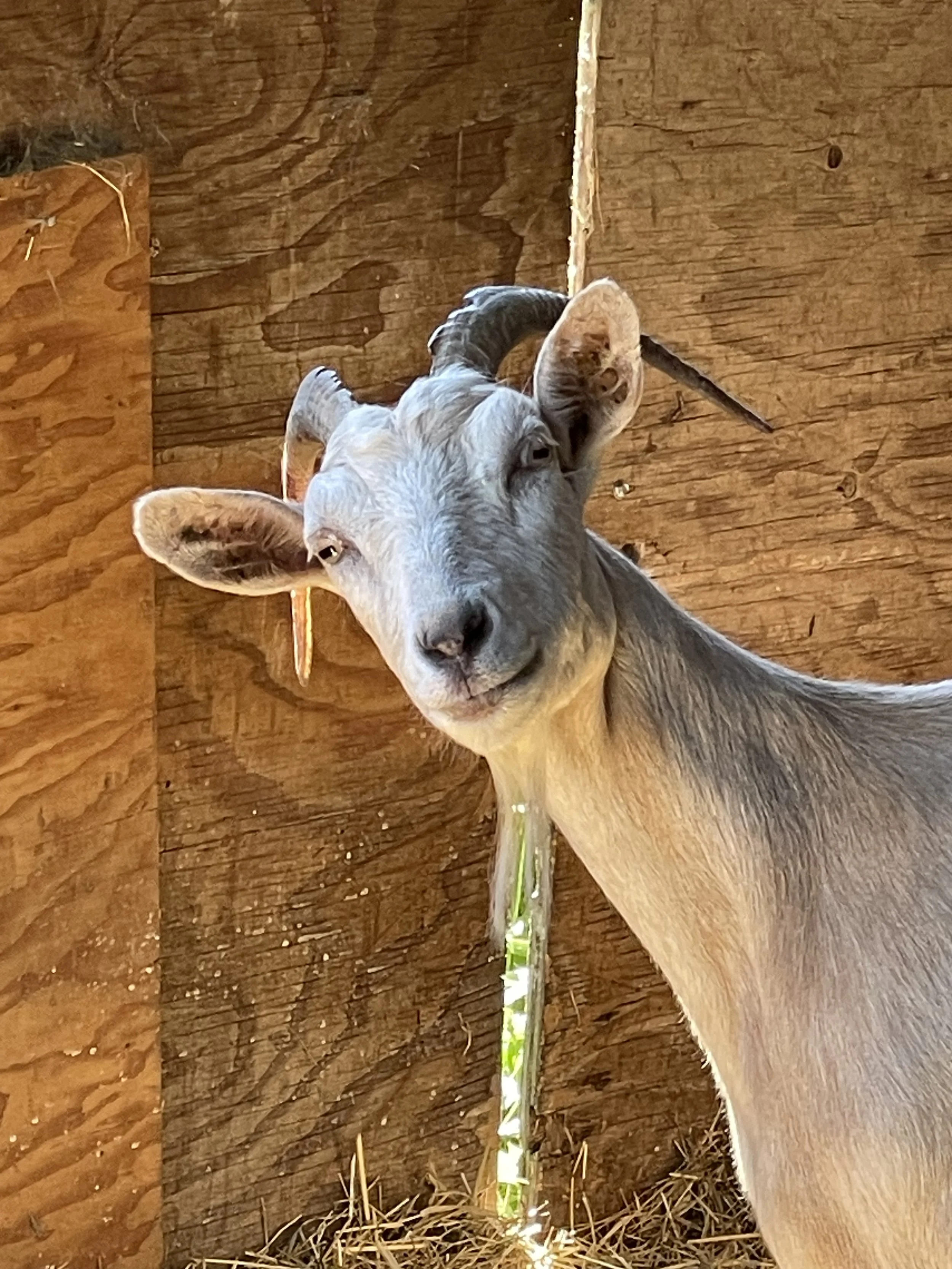 Close-up of a young goat with gray fur and curved horns, standing inside a wooden barn with straw on the ground.