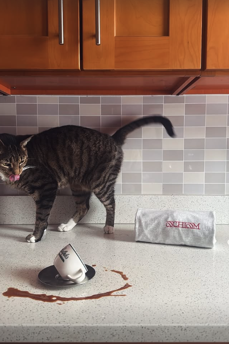 Screenshot 2026-02-19 at 11.40.43 AM.png