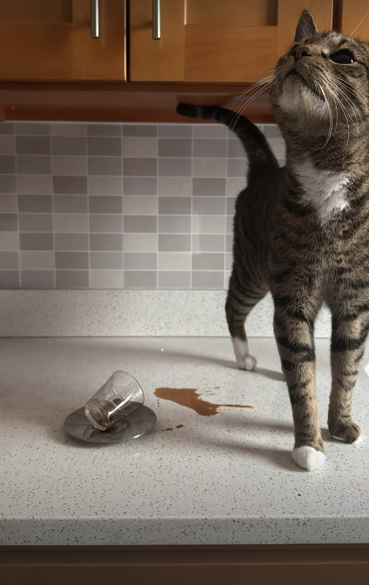 Screenshot 2026-02-12 at 11.44.46 PM.png