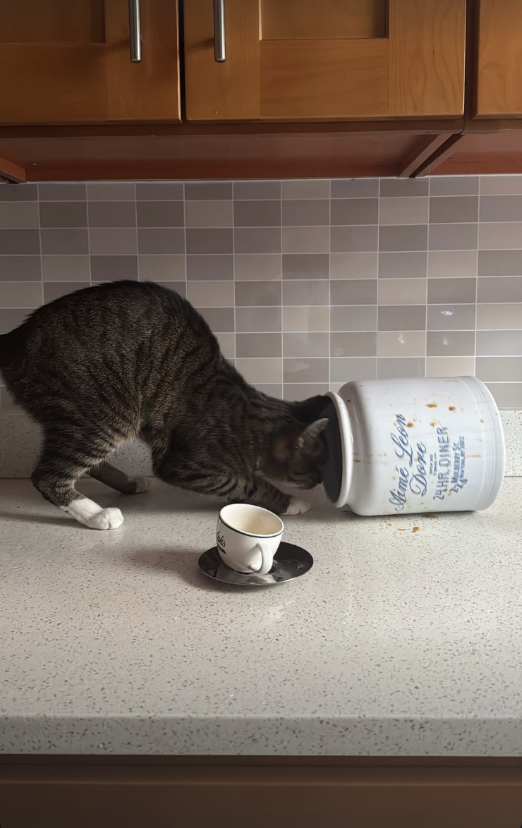 Screenshot 2026-02-12 at 11.44.00 PM.png