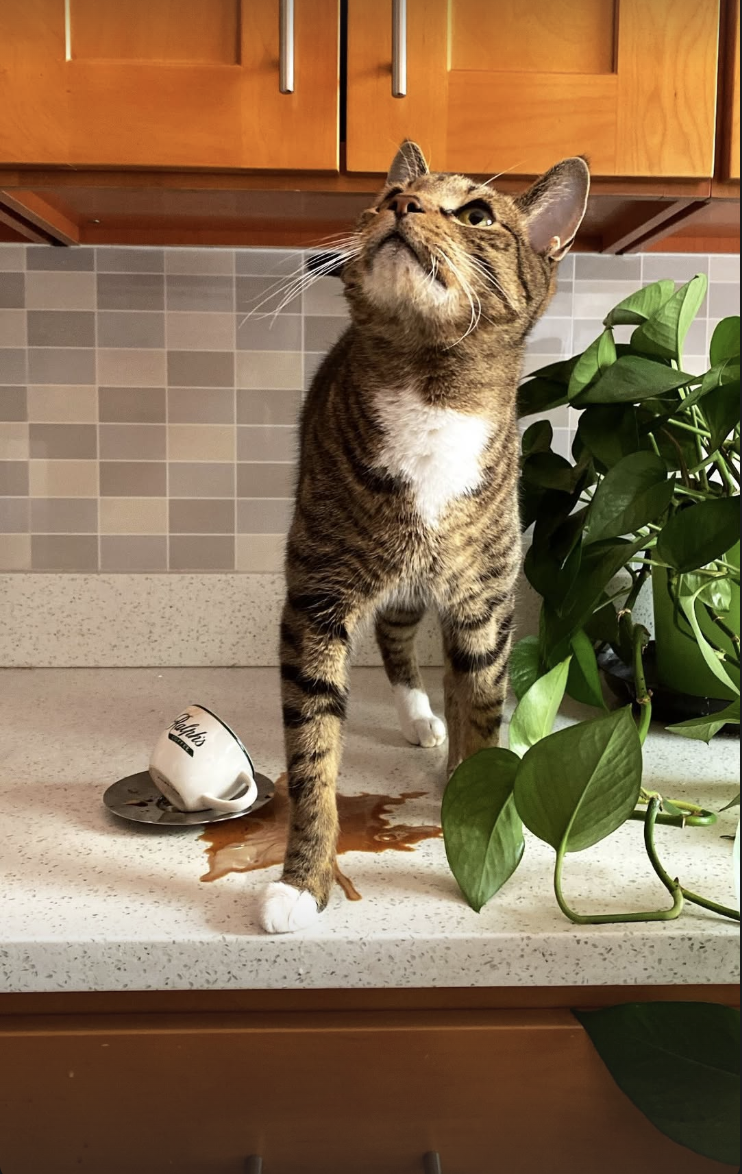 Screenshot 2026-02-12 at 11.42.23 PM.png