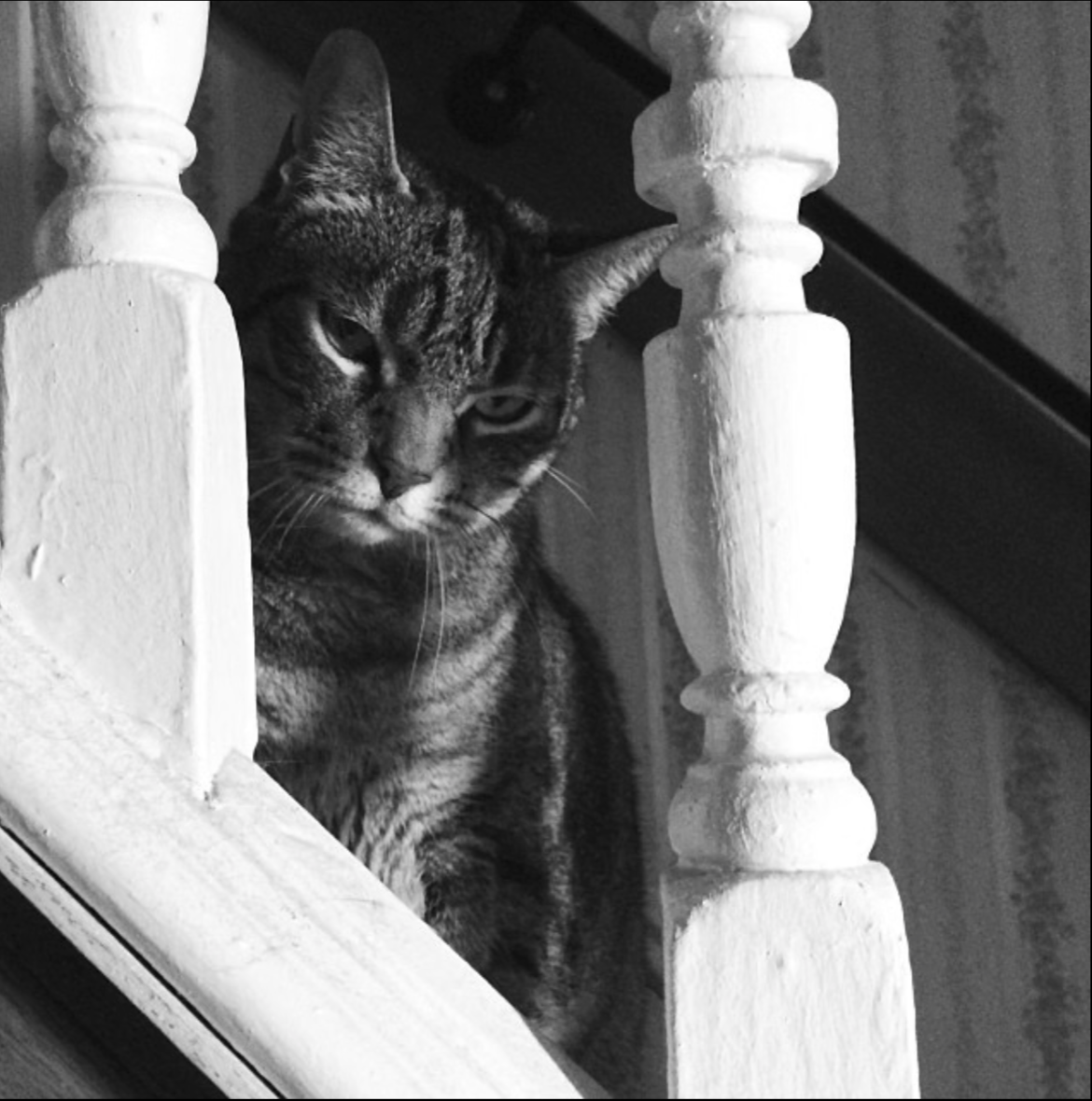 Screenshot 2026-02-19 at 2.07.19 AM.png