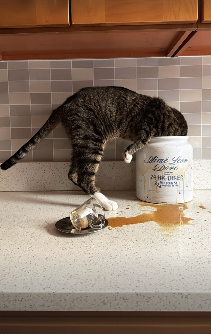 Coffee Cat Spills