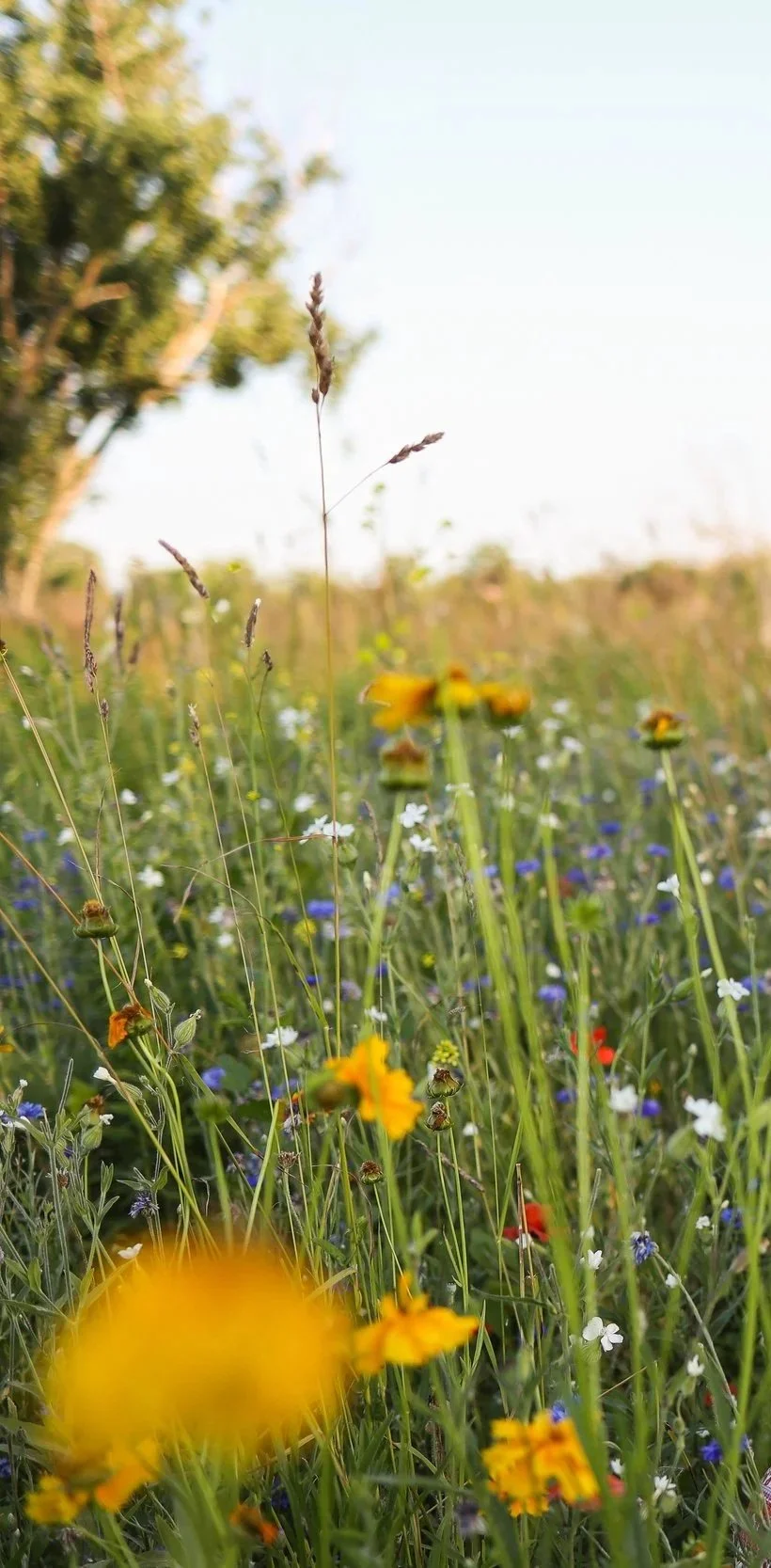 A vibrant meadow filled with various wildflowers including yellow, white, blue, and red flowers, with a blurred background and a clear sky overhead.