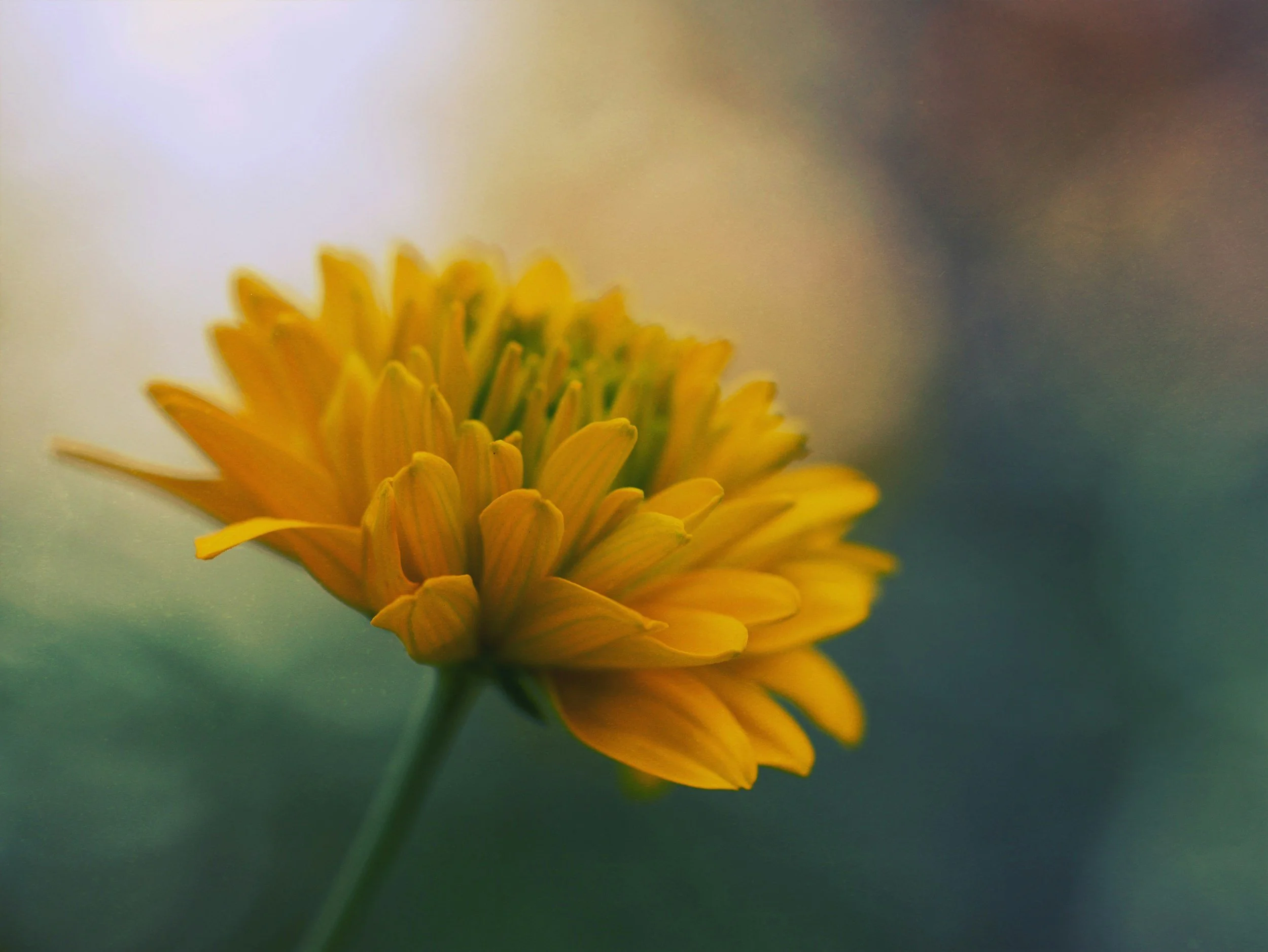 Close-up of a yellow flower with layered petals, blurred background.