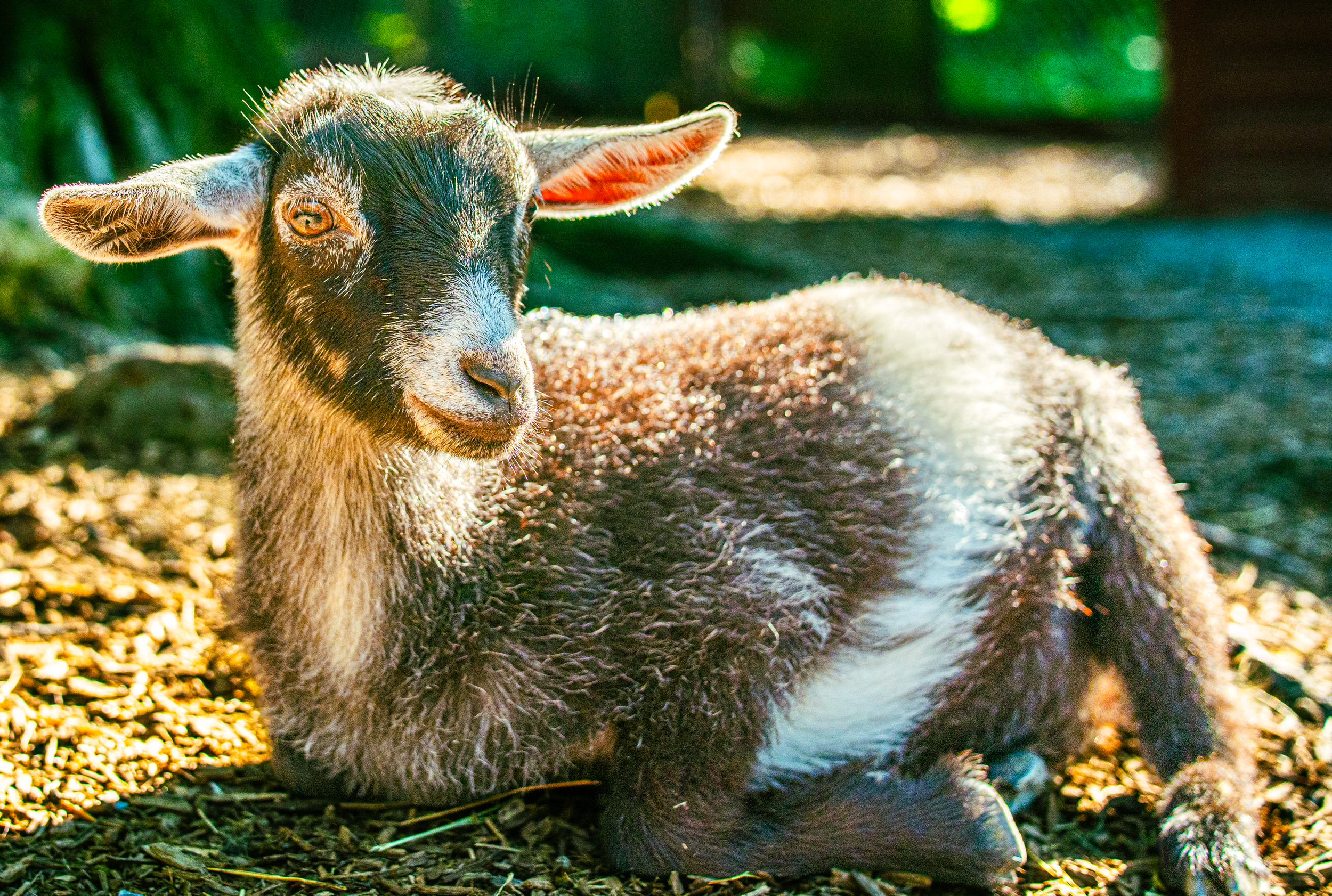 A photo of a baby goat taken at The Pretzel Hut near Myerstown, Pennsylvania