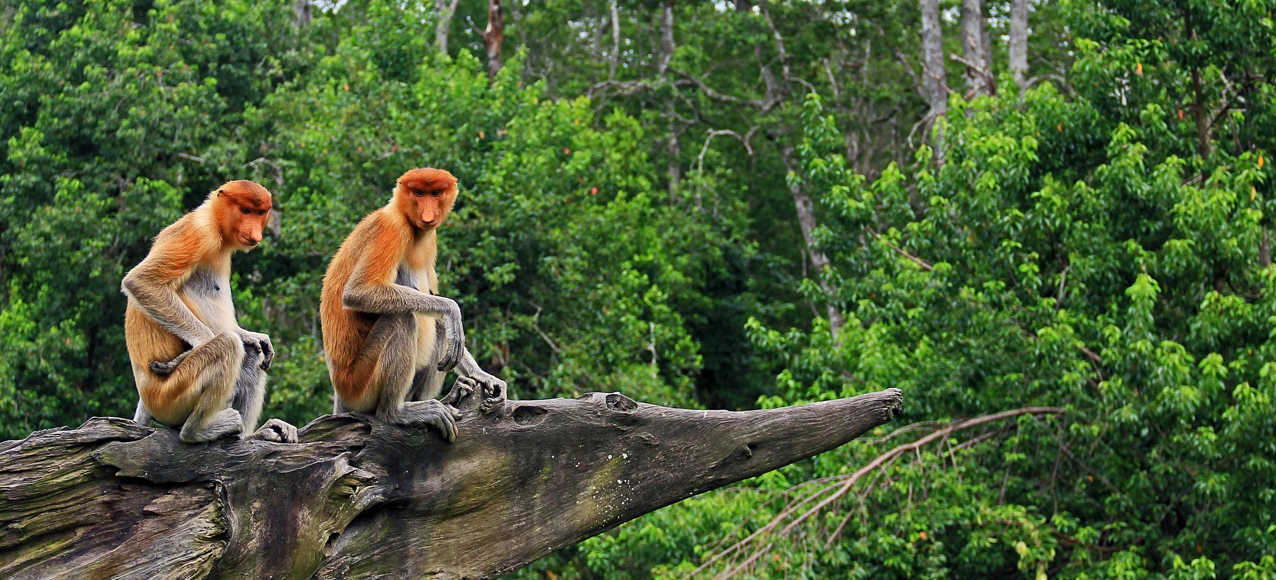 Kinabatangan River  — Pygmy elephants, proboscis monkeys, and hornbills from a riverboat at dawn. Borneo's greatest wildlife show.