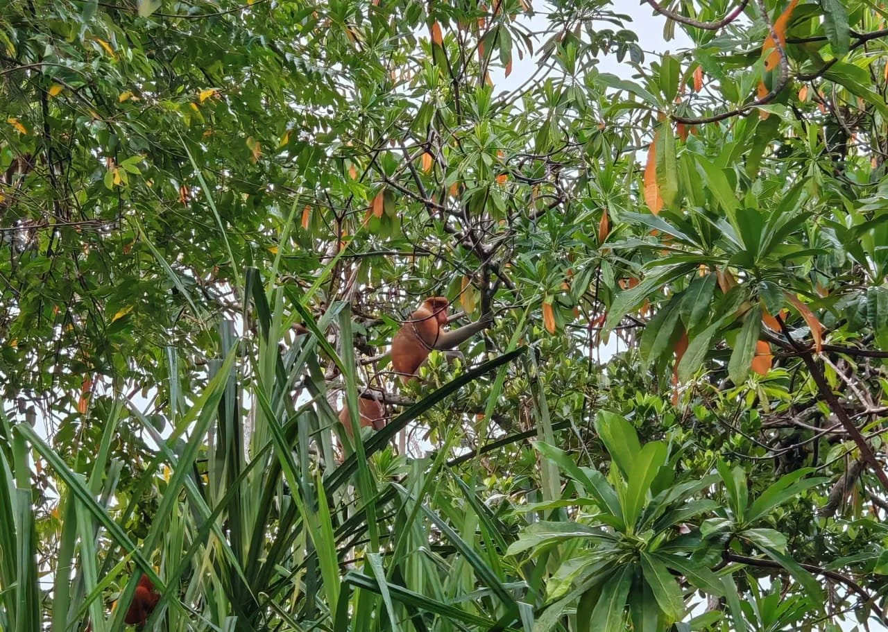 A photo of a reddish-orange orangutan sitting among green leaves and branches high in a tree.