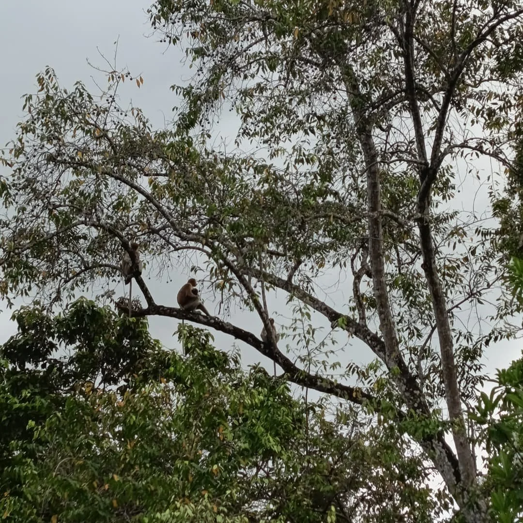 A monkey sitting on a tree branch in a forest with a cloudy sky in the background.