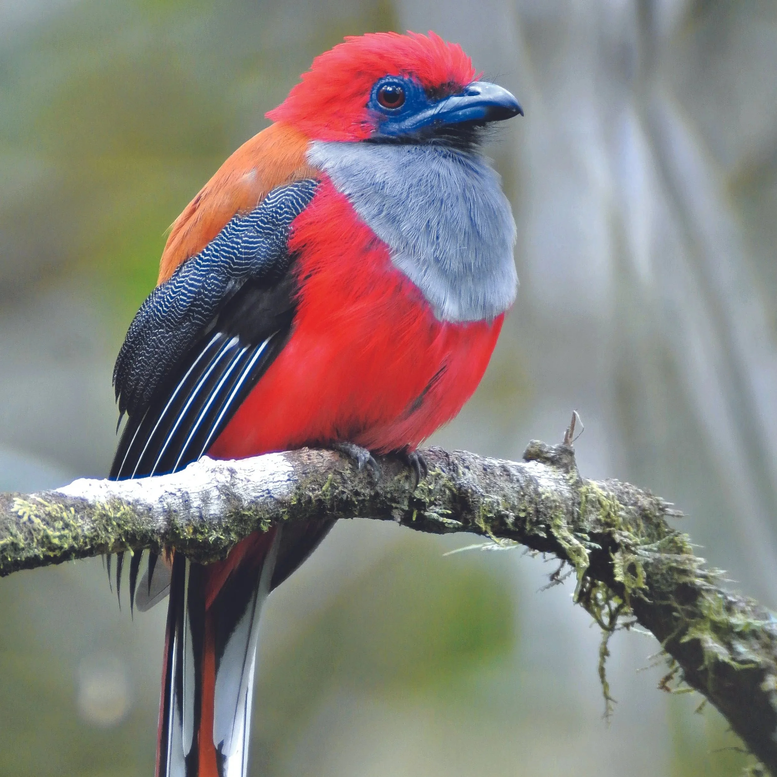 GUIDED BIRDING TAMBUNAN.  WILDLIFE.  2-3 DAYS.