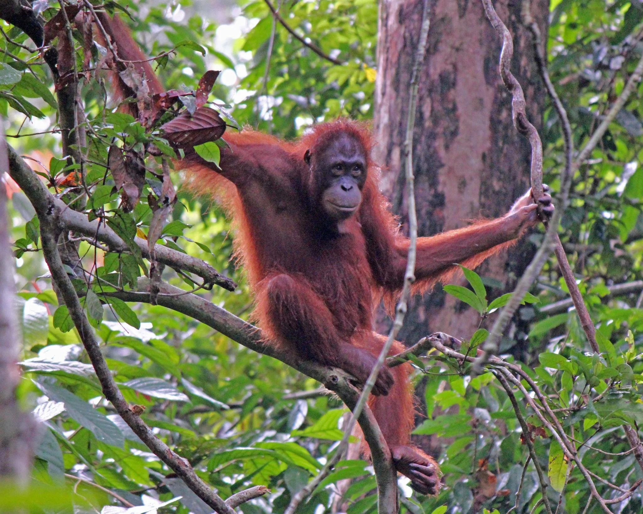 SEPILOK WILDLIFE DISCOVERY. Meet orangutans, sun bears and rainforest conservationists.  WILDLIFE - HALF DAY - FROM SANDAKAN.