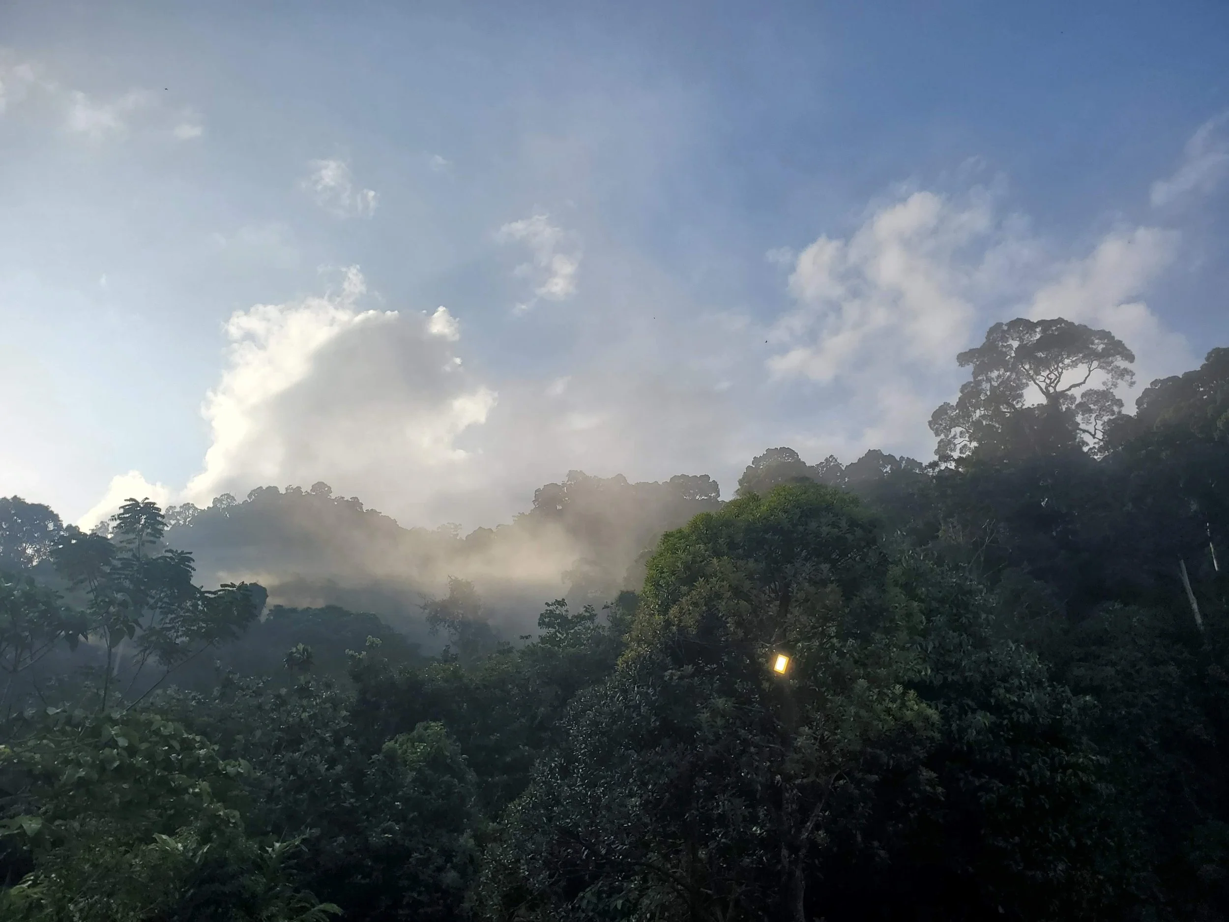 A misty forest landscape with green trees and thick clouds in the sky.