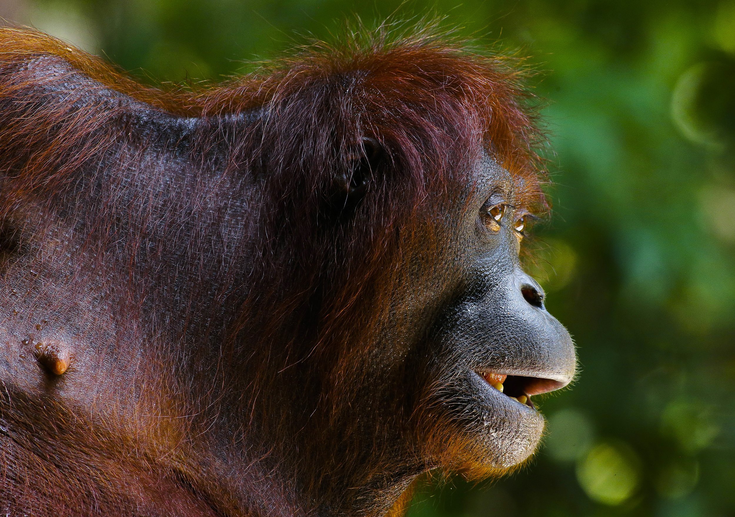 DANUM VALLEY.  RAINFOREST.  3-4 DAYS.