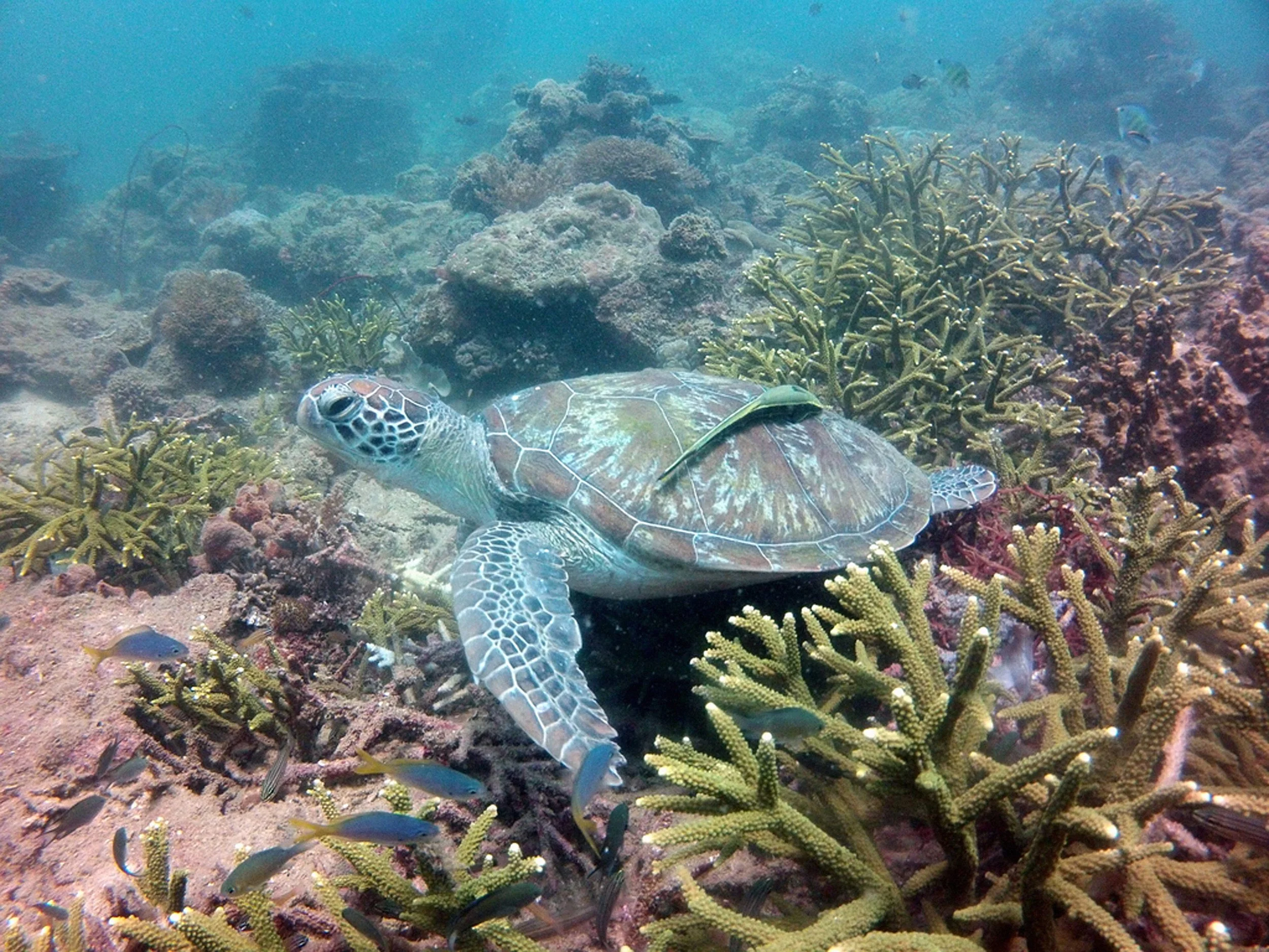 Tunku Abdul Rahman Islands — Pristine coral, white sand, and turquoise water just minutes from Kota Kinabalu.