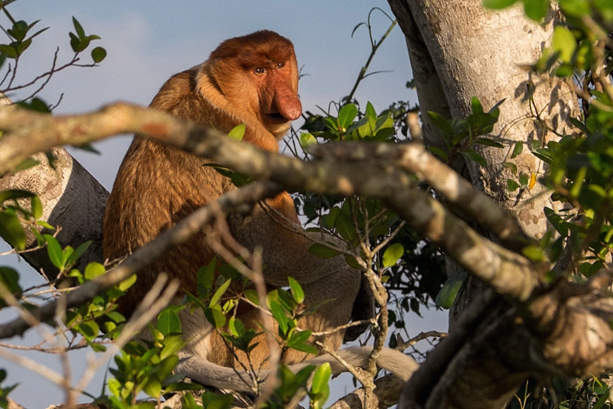 KLIAS RIVER. Cruise through the mangroves in search of proboscis monkeys and magical firefly displays.  WILDLIFE - HALF DAY - FROM KK.