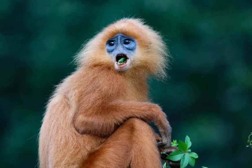 TABIN WILDLIFE RESERVE.  RAINFOREST.  3-4 DAYS.